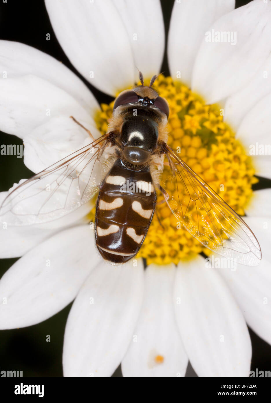 Eine gemeinsame Hoverfly, Scaeva Pyrastri auf Ochsen-Auge Daisy Blume. Dorset. Stockfoto