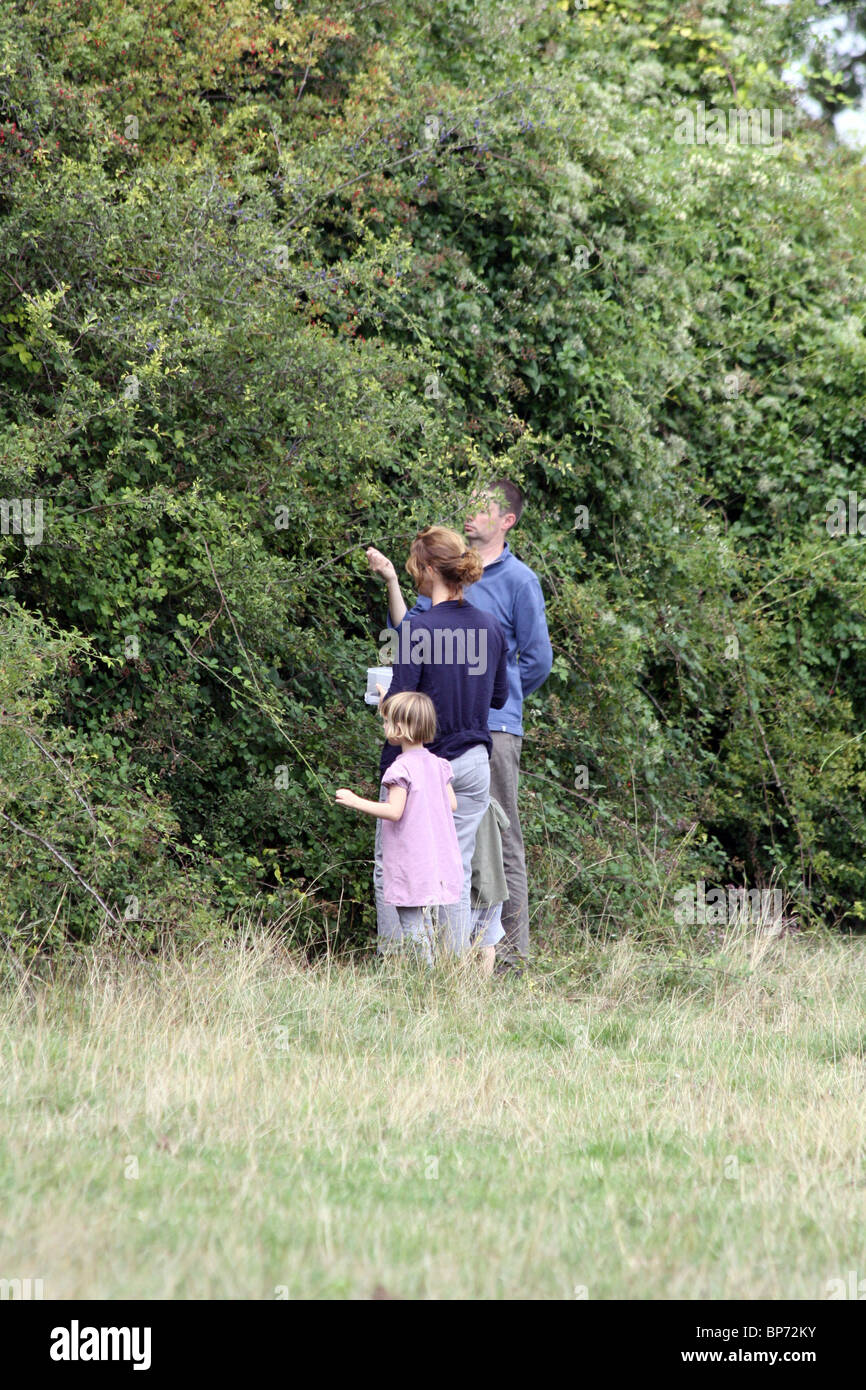 Familie pflücken Brombeeren in Streatley, West Berkshire Stockfoto