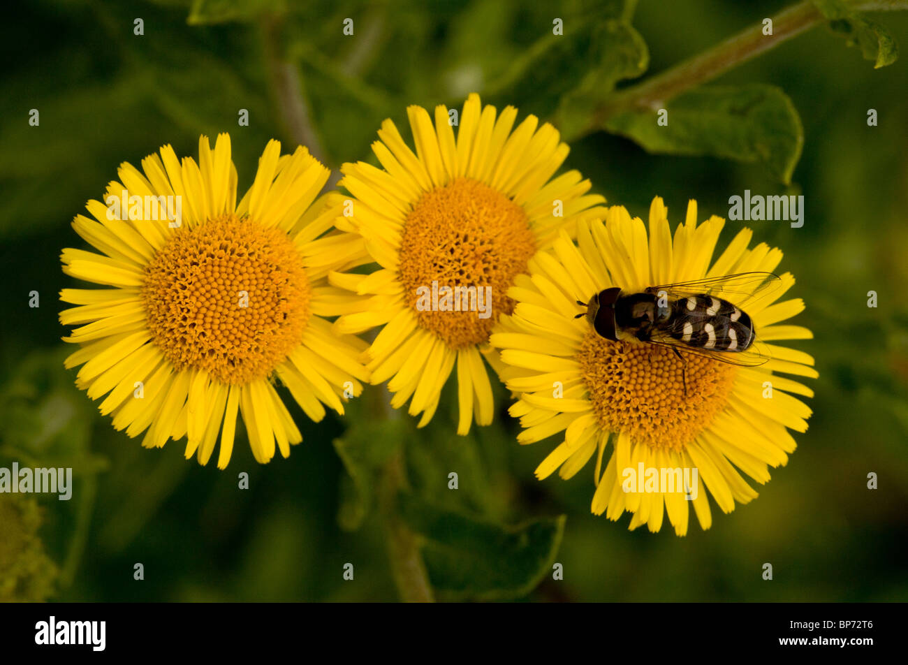 Eine gemeinsame Hoverfly, Scaeva Pyrastri auf Berufkraut Blumen. Dorset. Stockfoto