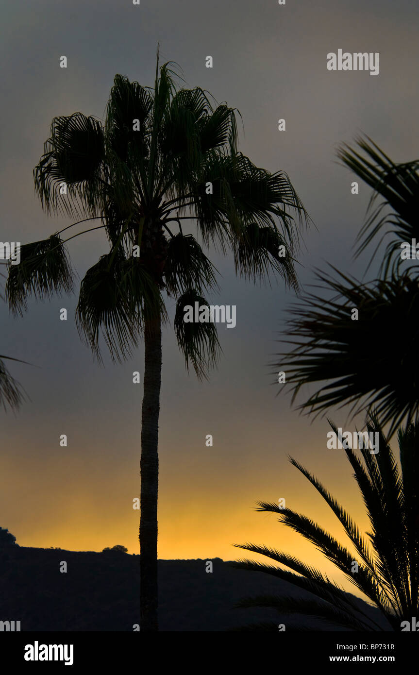 Sunrise Licht und morgen Nebelwolken hinter Palmen am Laguna Beach, Orange County, Kalifornien Stockfoto