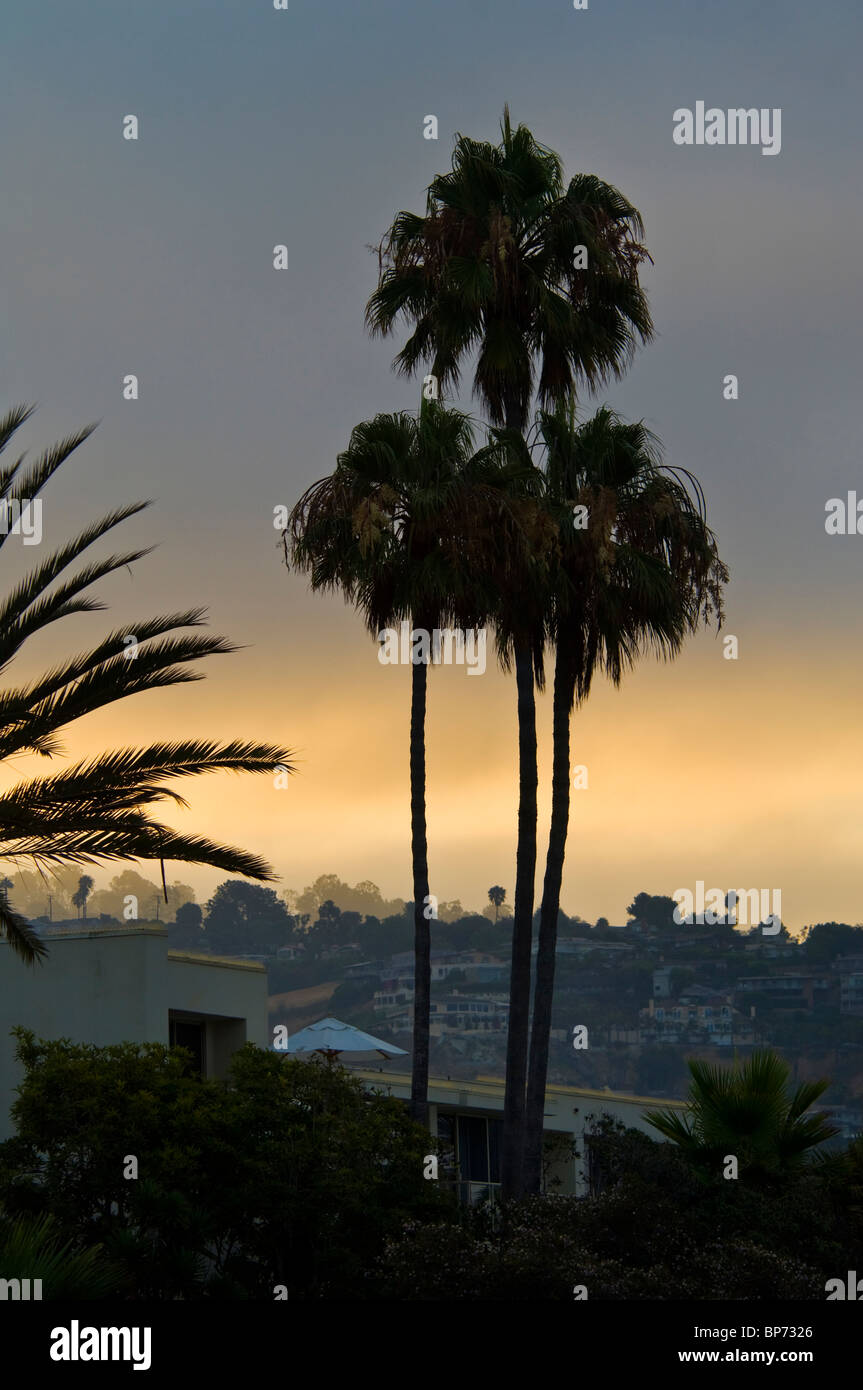 Sunrise Licht und morgen Nebelwolken hinter Palmen am Laguna Beach, Orange County, Kalifornien Stockfoto