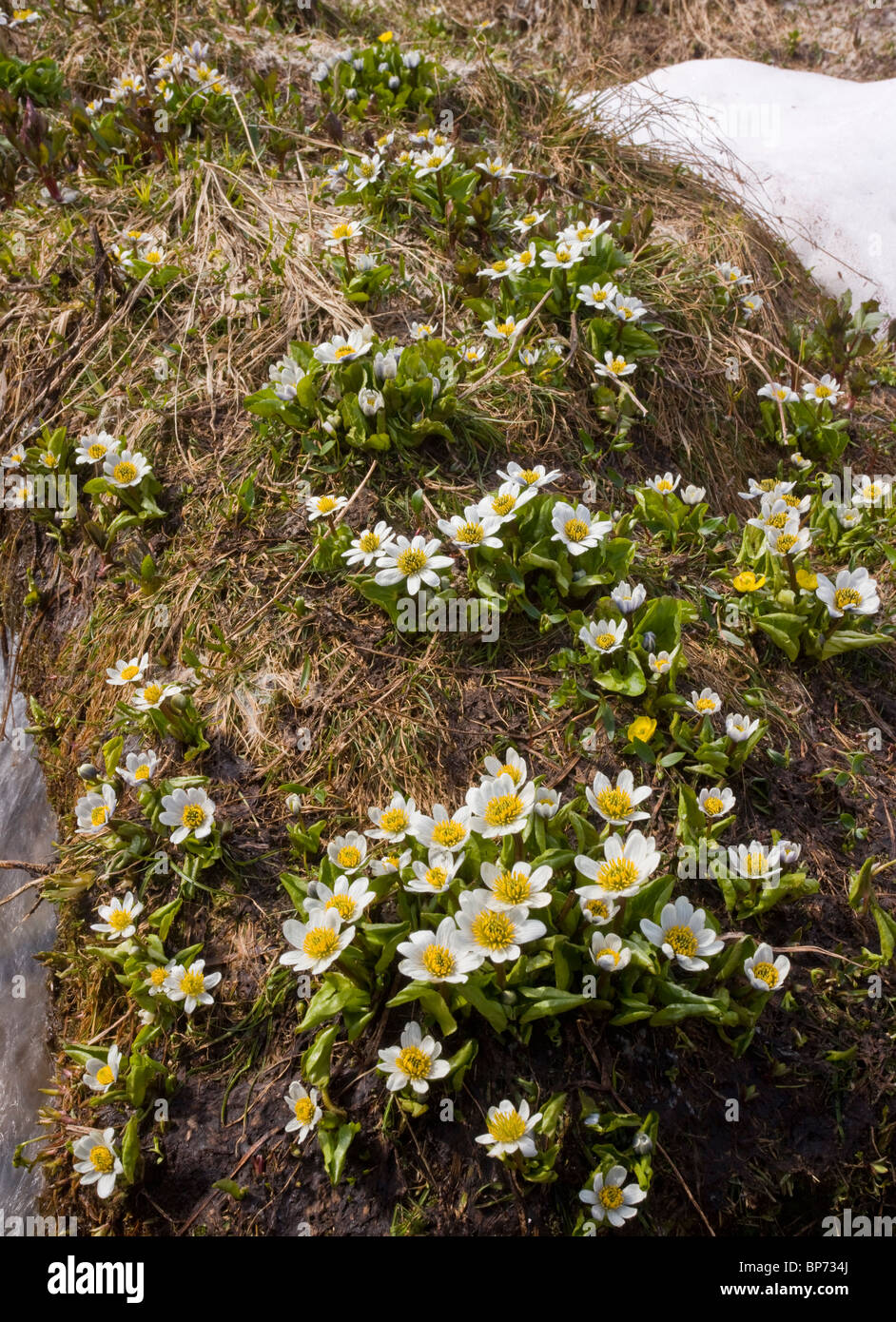 Berg Marsh-Marigold oder Elkslip, Caltha Leptosepala, Helen Lake, Banff Nationalpark, Rockies, Kanada Stockfoto