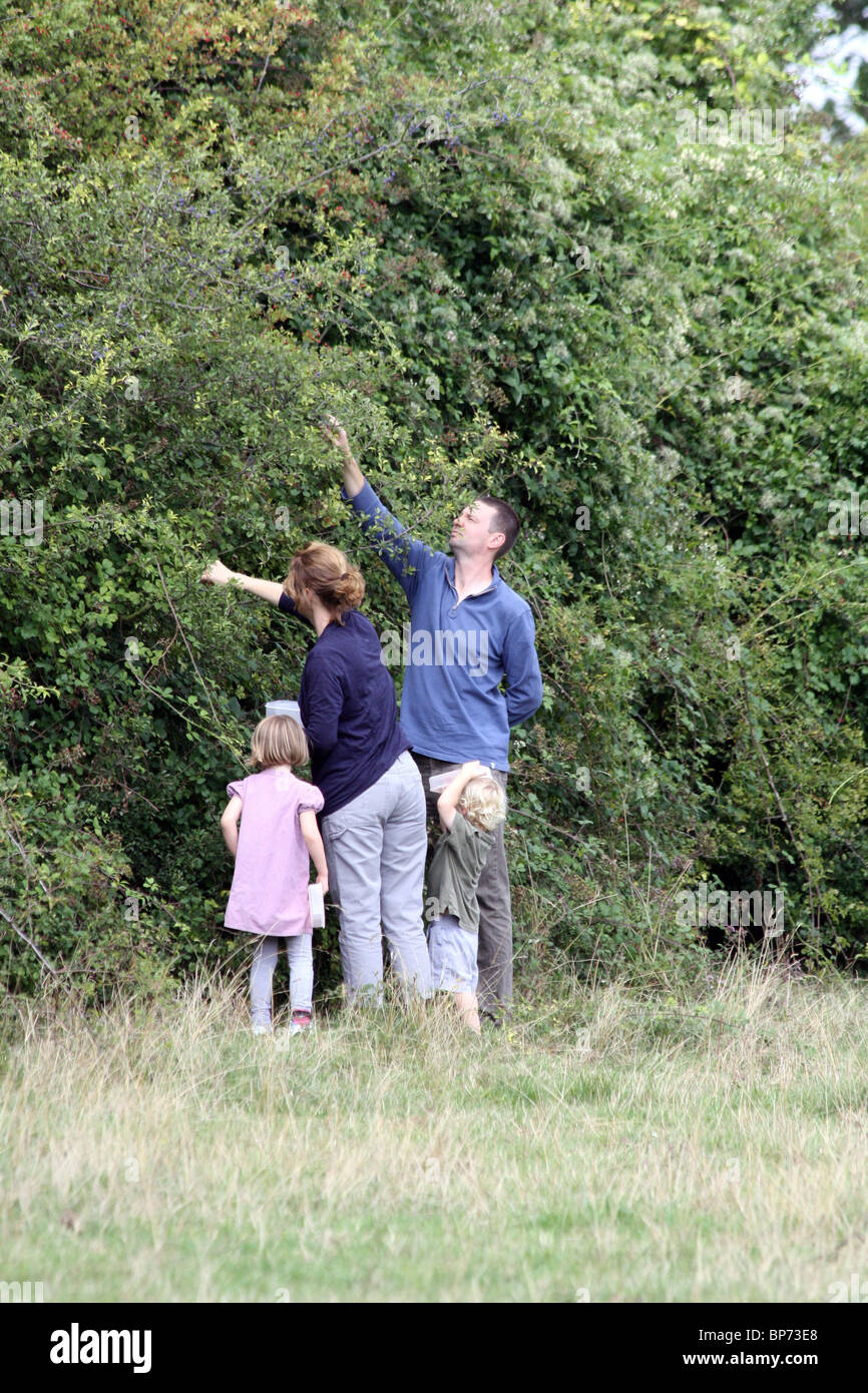 Familie pflücken Brombeeren in Streatley, West Berkshire Stockfoto