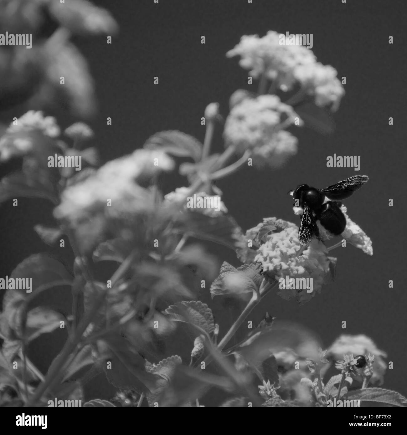 Holzbiene (Black Bee) sammeln Nektar aus einer Blume. Stockfoto