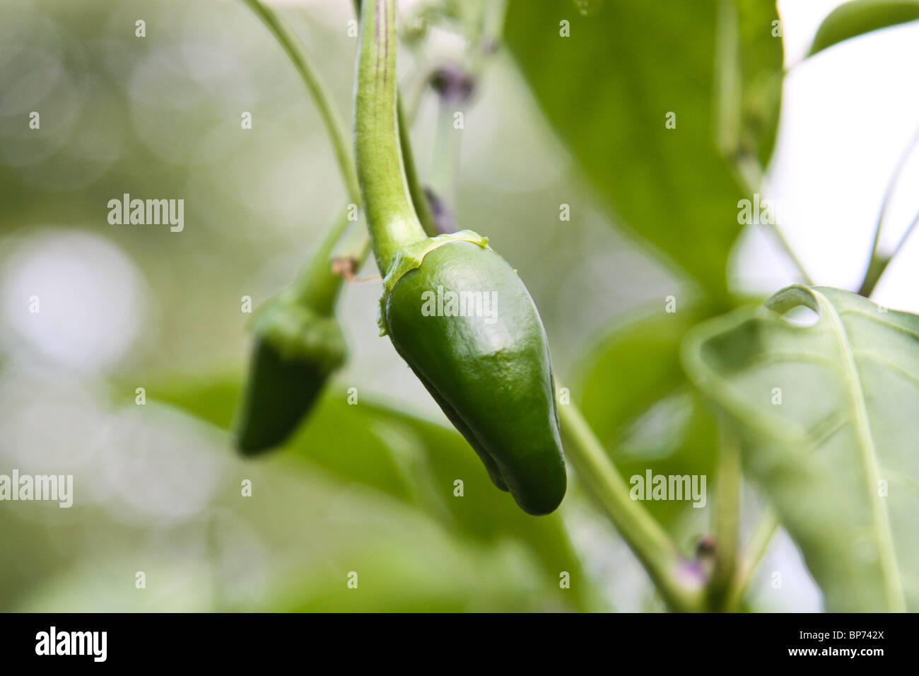 Paprika peperoni Stockfoto