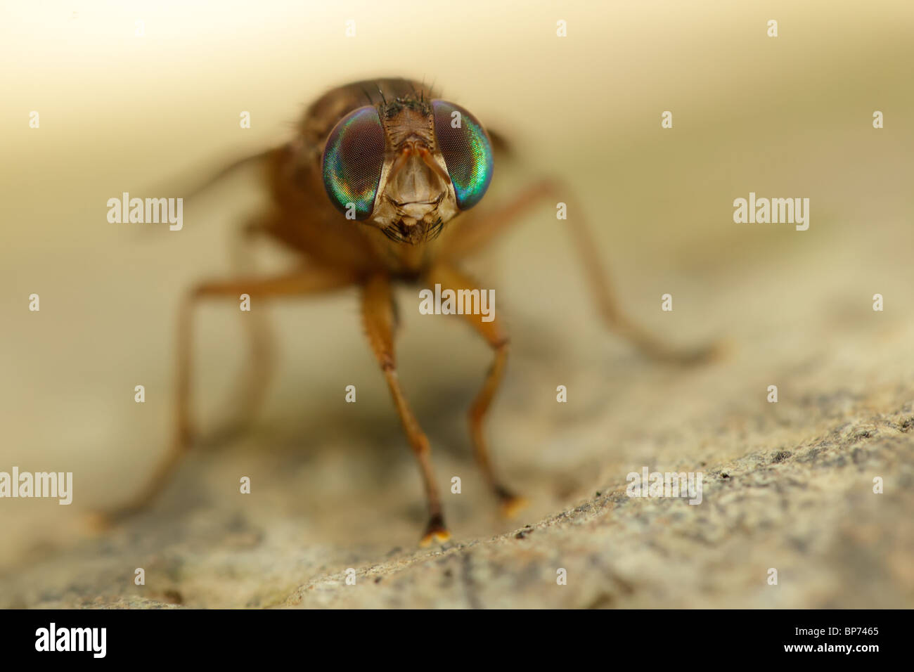 Pferdebremse Porträt, gefunden in malaysia Stockfoto