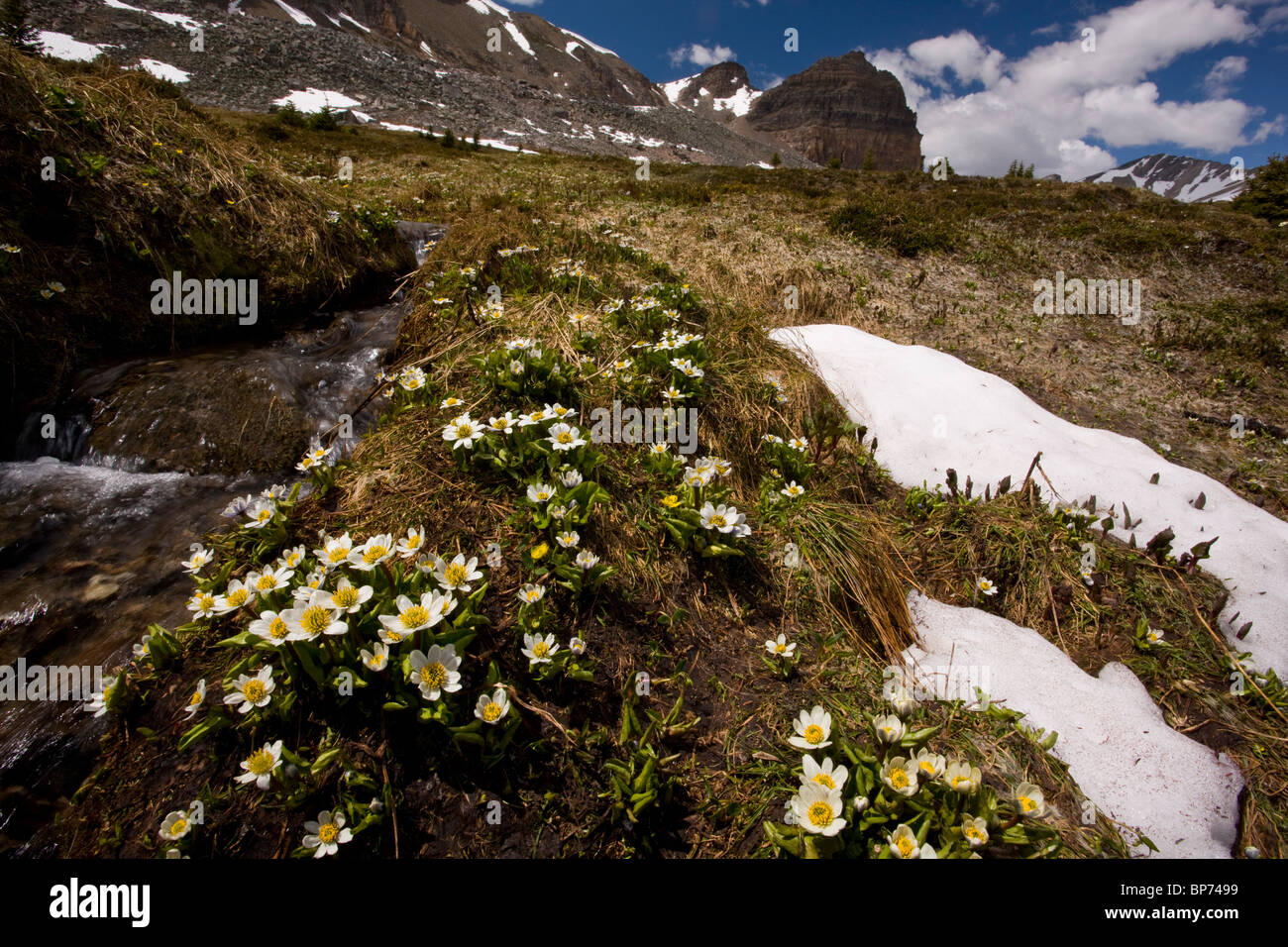 Berg Marsh-Marigold oder Elkslip, Caltha Leptosepala, Helen Lake, Banff Nationalpark, Rockies, Kanada Stockfoto