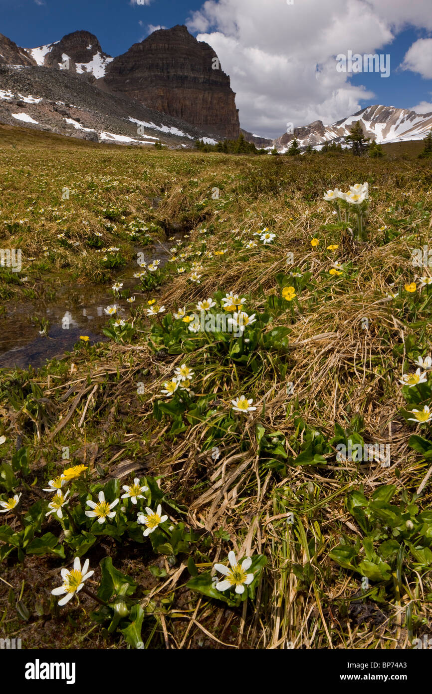 Berg Marsh-Marigold oder Elkslip, Caltha Leptosepala, Helen Lake, Banff Nationalpark, Rockies, Kanada Stockfoto