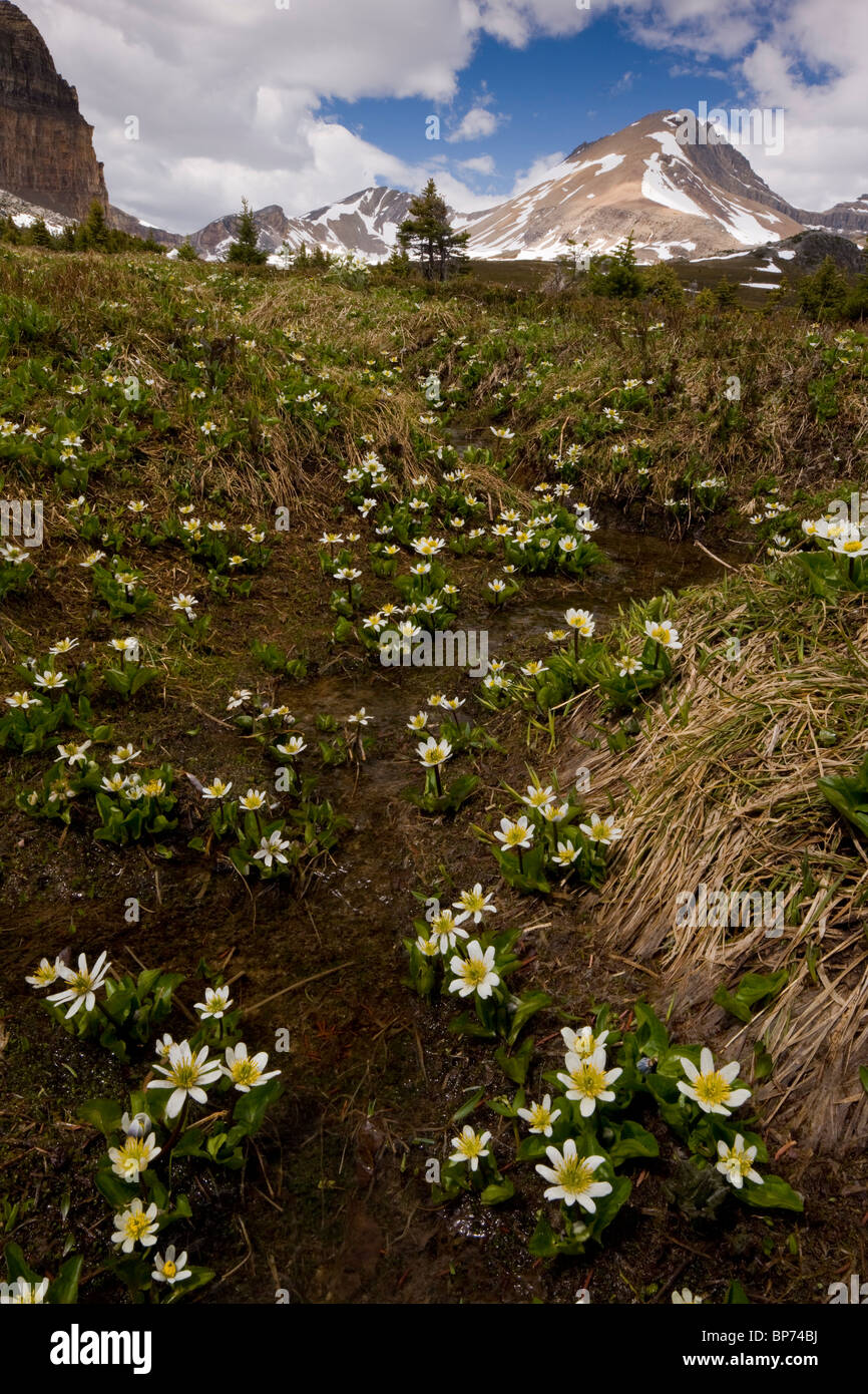 Berg Marsh-Marigold oder Elkslip, Caltha Leptosepala, Helen Lake, Banff Nationalpark, Rockies, Kanada Stockfoto