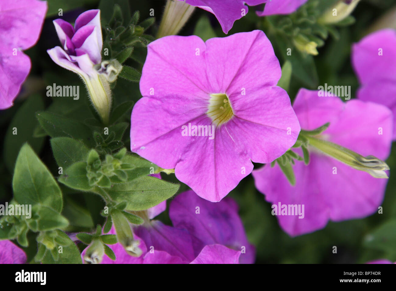 Petunien Supertunia Lavendel Himmel Stockfoto