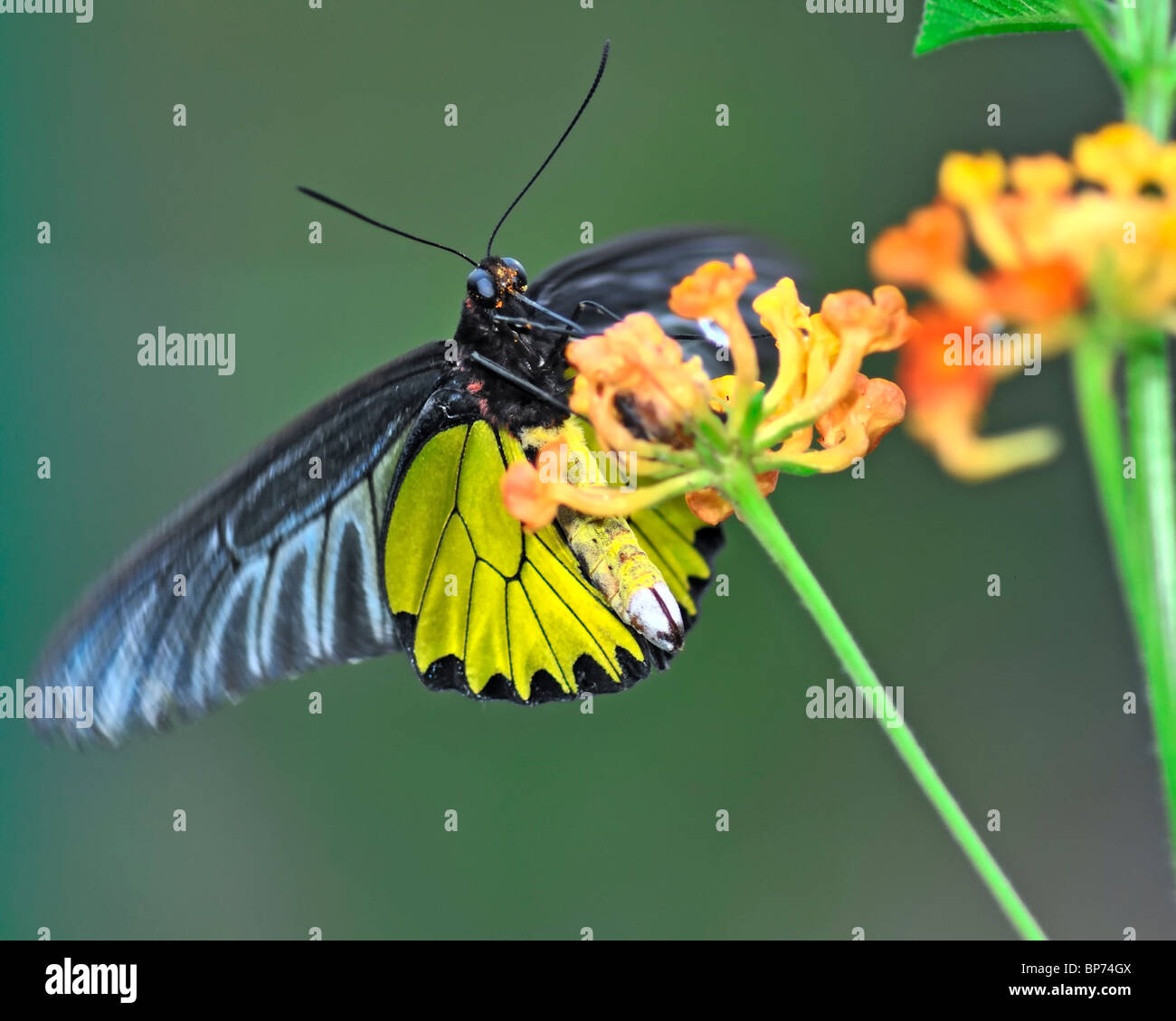 Gemeinsamen Birdwing Schmetterling Fütterung auf Blumen - Troides Helena Stockfoto