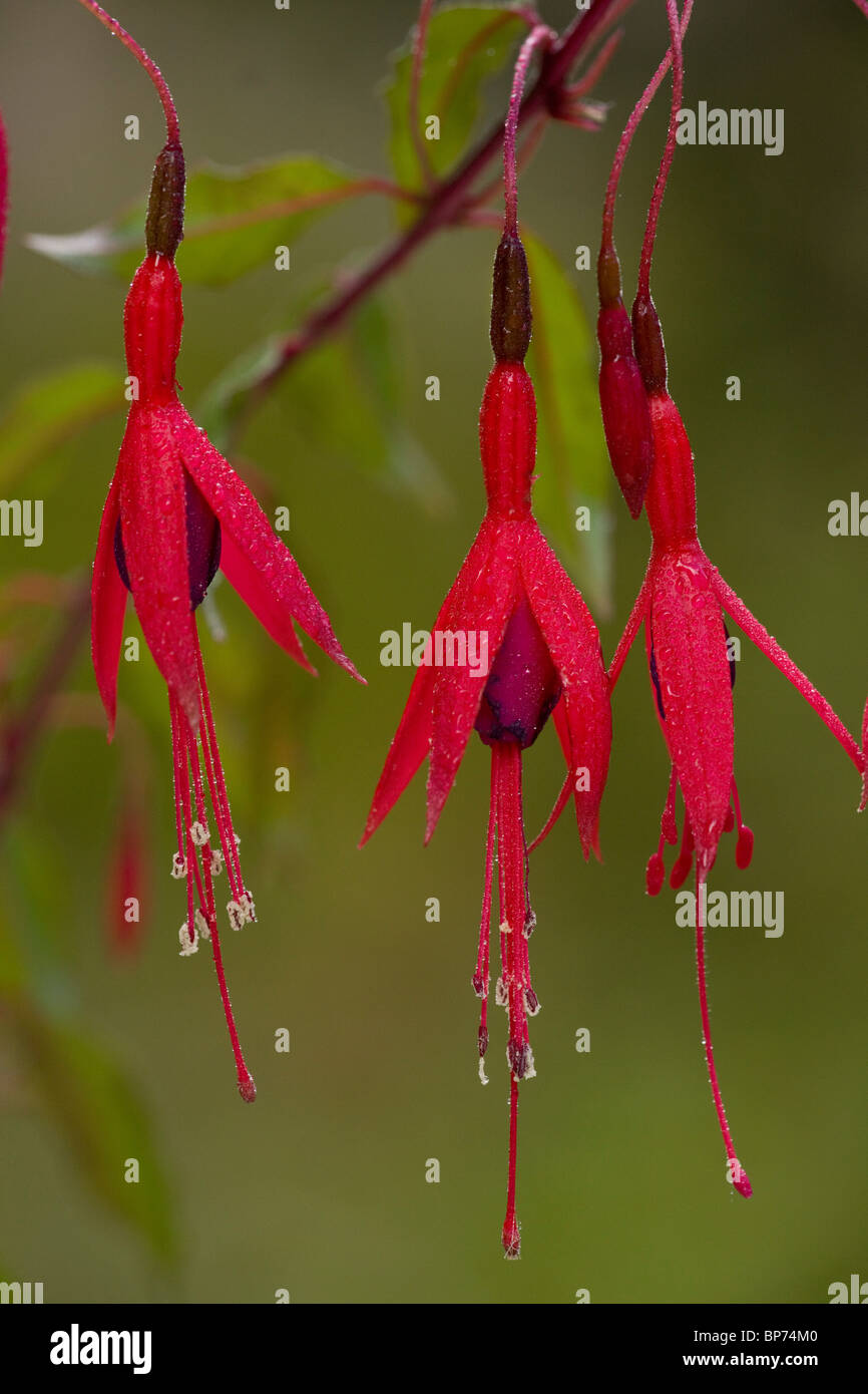 Fuchsia, Fuchsie fehlt Blumen; weit im Westen Großbritanniens aus Chile/Argentinien eingebürgert. Dorset. Stockfoto