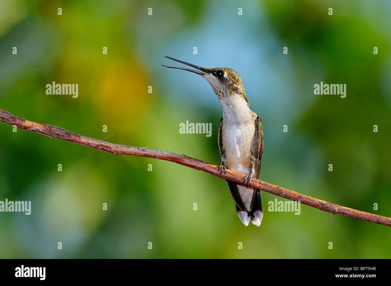 Eine juvenile männliche Ruby – Throated Kolibri, Archilochos Colubris, sitzt auf einem Zweig und Hose vor der Sommerhitze in Oklahoma, USA. Stockfoto