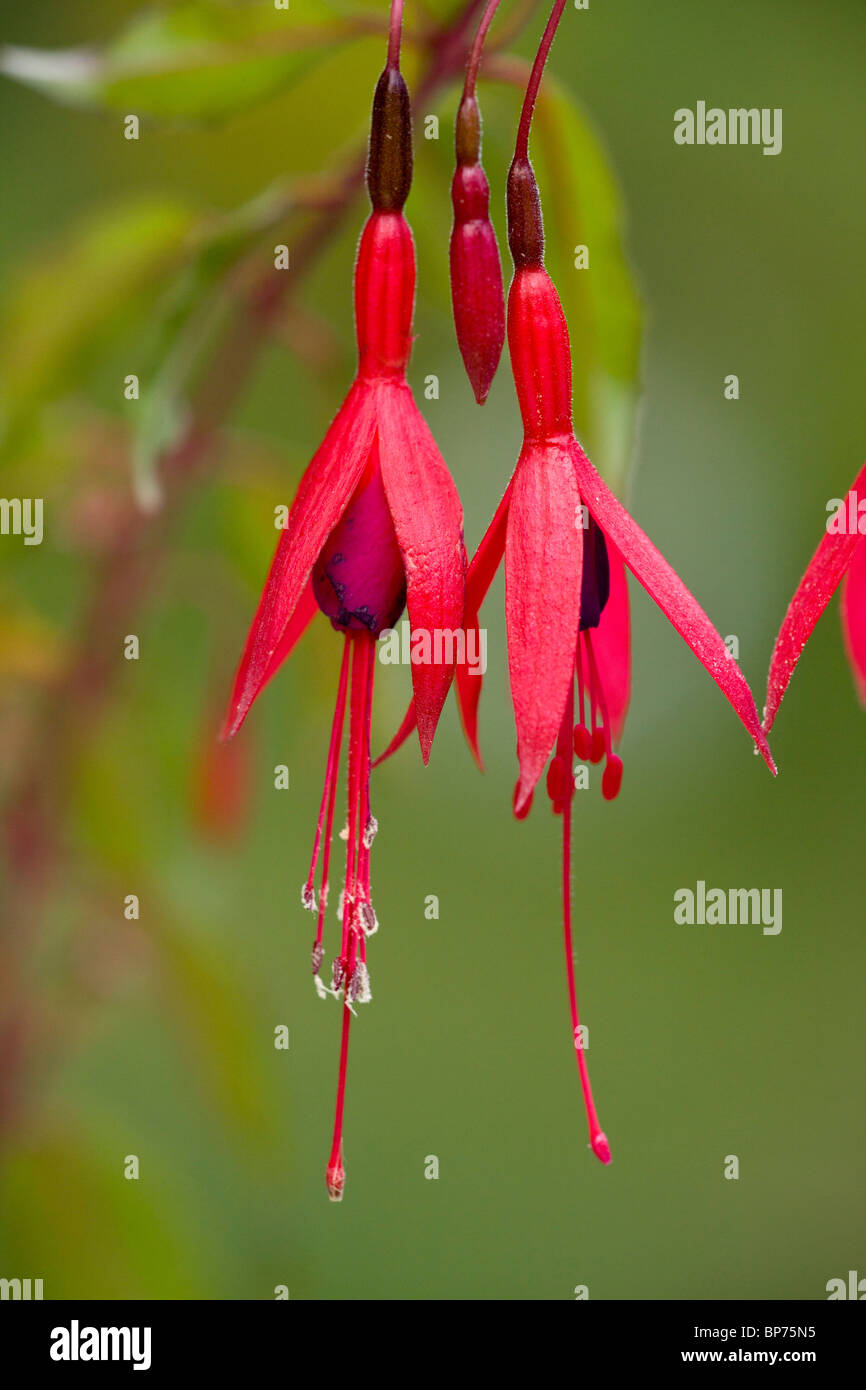 Fuchsia, Fuchsie fehlt Blumen; weit im Westen Großbritanniens aus Chile/Argentinien eingebürgert. Dorset. Stockfoto