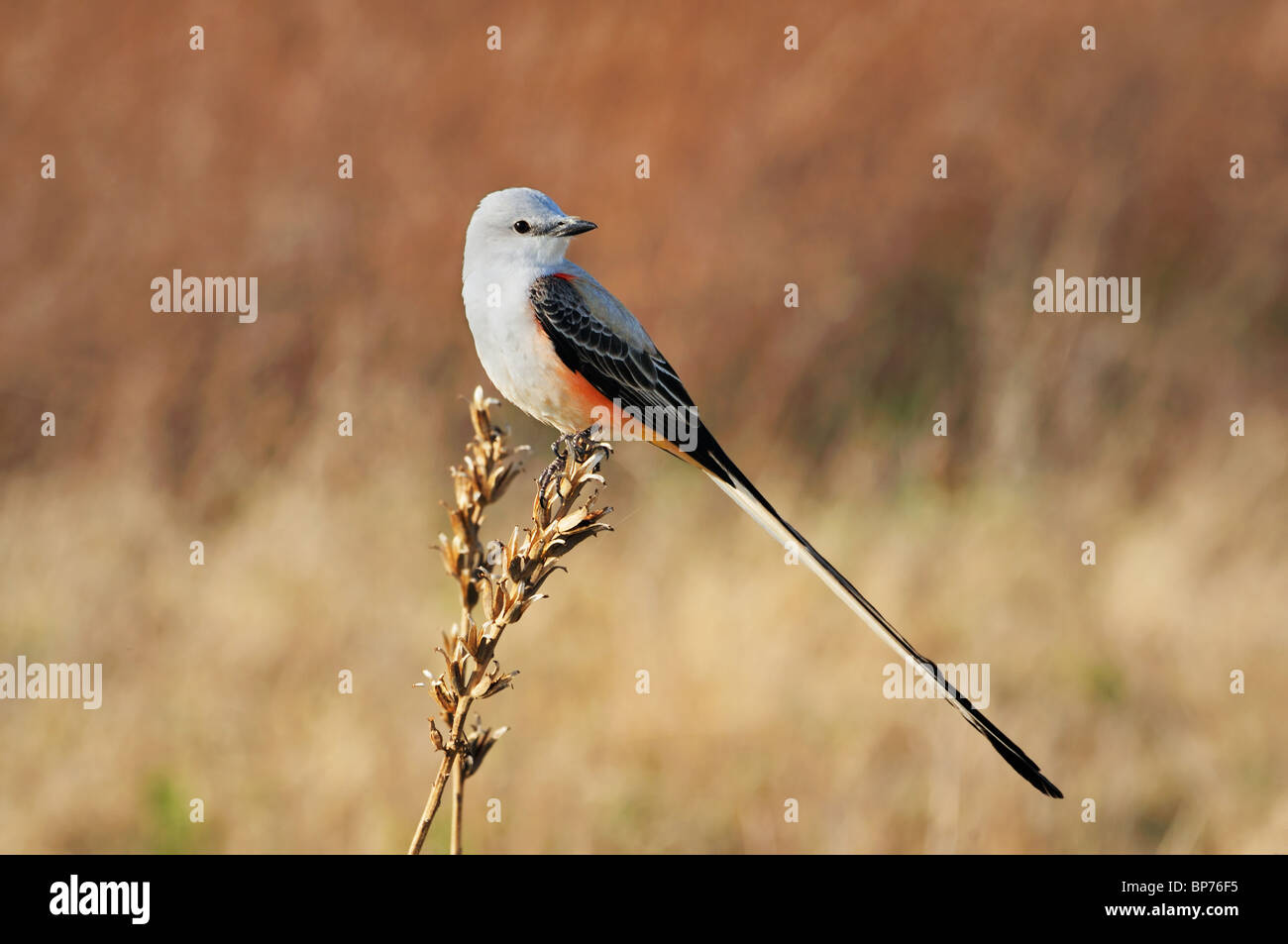 Eine Schere – Tailed Flycatcher oder Tyrannus Forficatus thront auf einem trockenen Unkraut im Frühjahr. Oklahoma, USA. Stockfoto