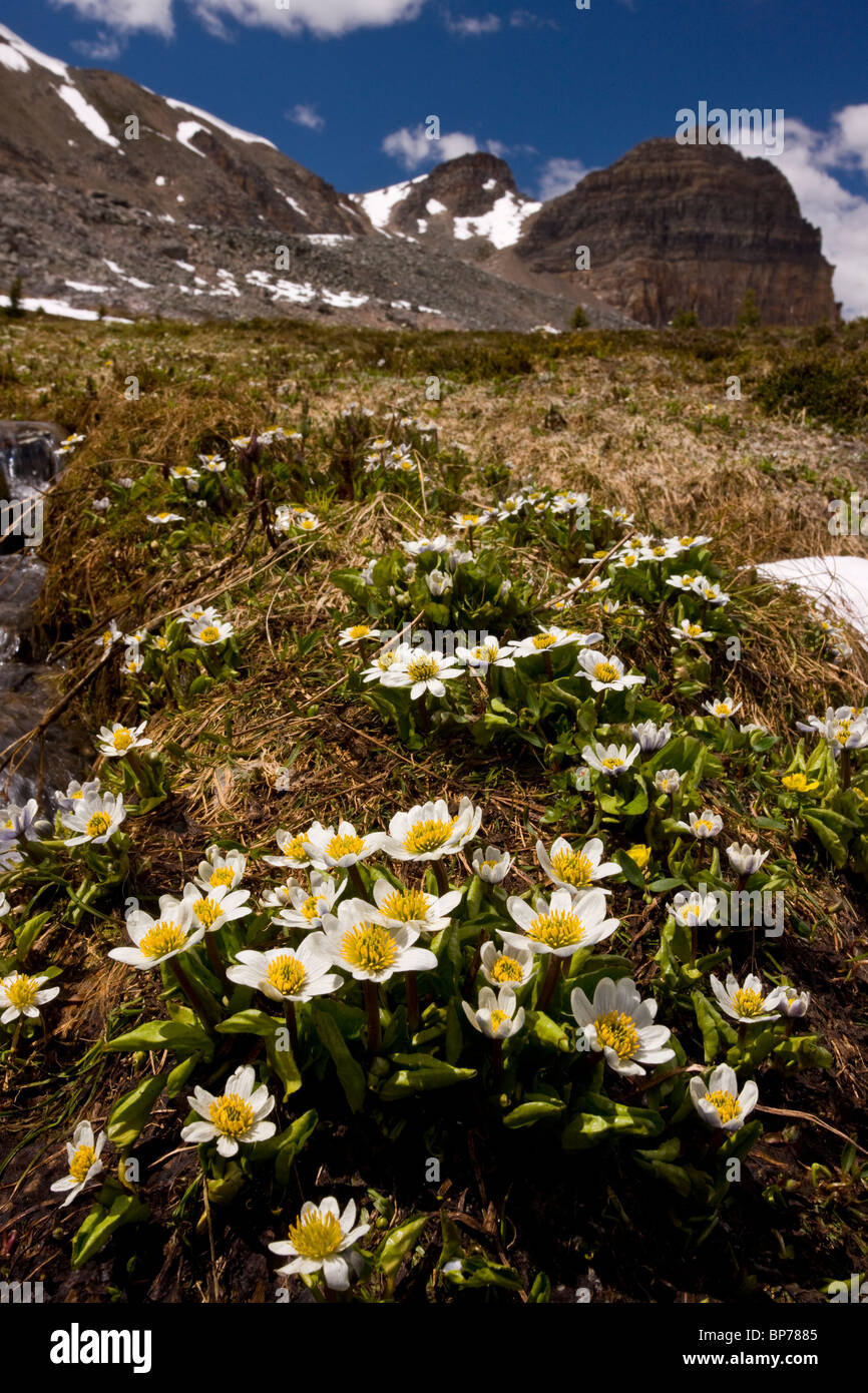 Berg Marsh-Marigold oder Elkslip, Caltha Leptosepala, Helen Lake, Banff Nationalpark, Rockies, Kanada Stockfoto