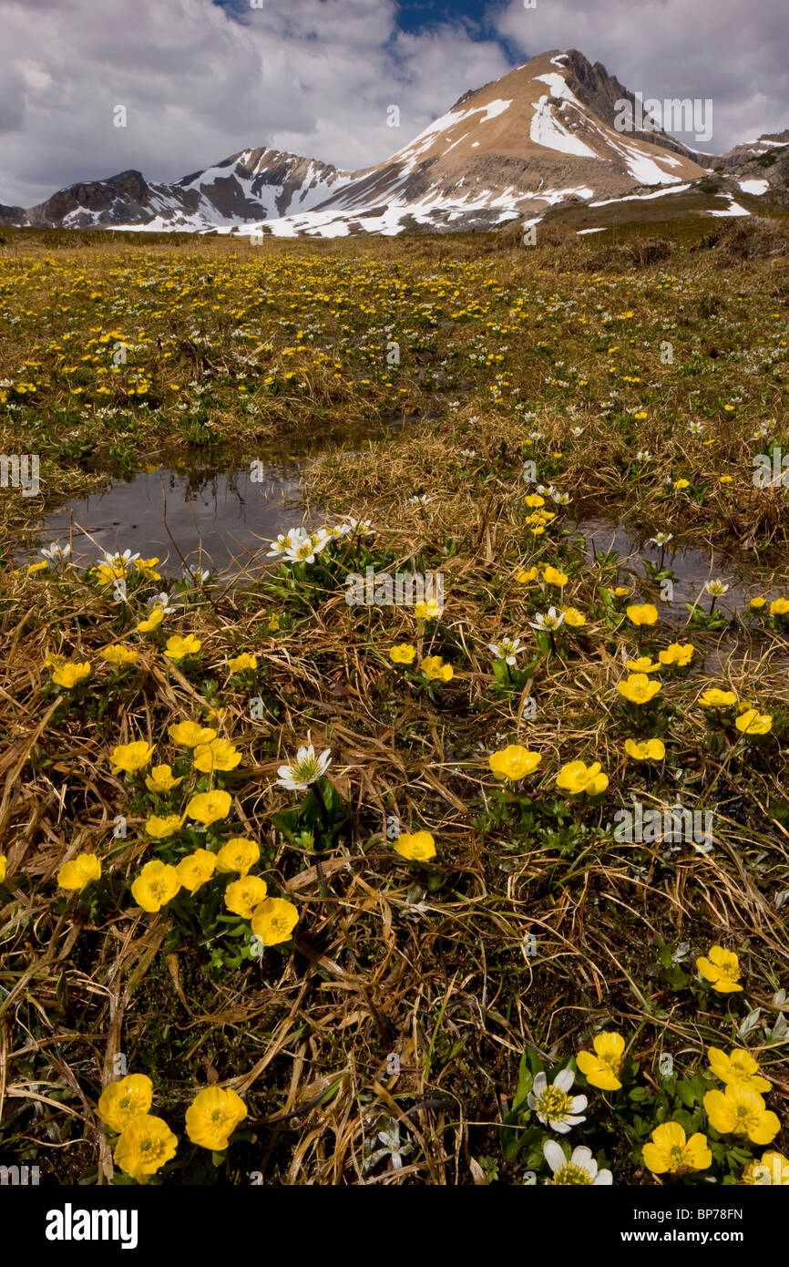 Berg-Hahnenfuß und Berg Marsh-Marigold, unter Helen Lake, Banff Nationalpark, Rockies, Kanada Stockfoto