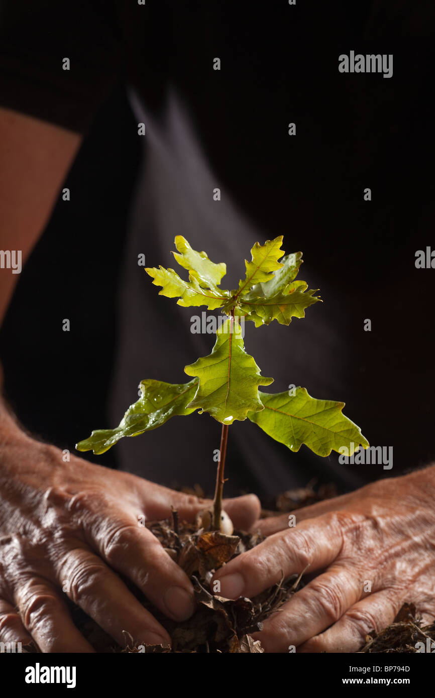 Pflanzung Sämling Eiche Baum Quercus robur Stockfoto