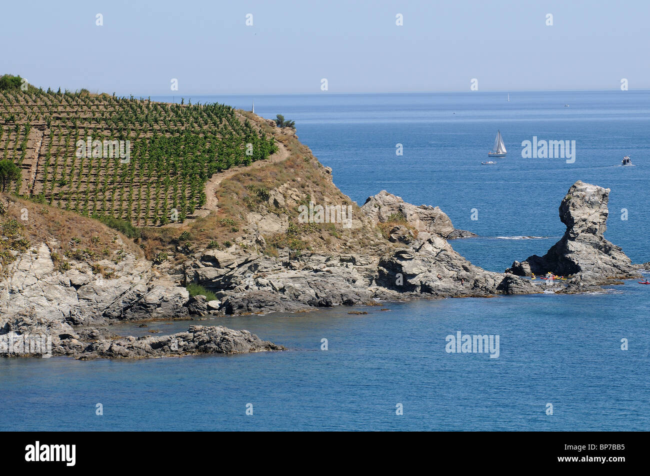 Reben wachsen auf einer felsigen Landzunge mit Blick auf das Mittelmeer bei Banyals Sur Mer Südfrankreich Stockfoto