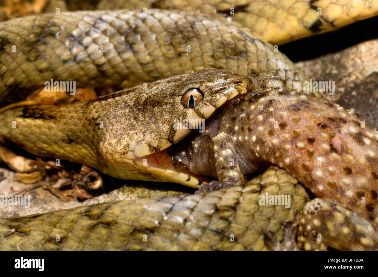 Schlange, europäische Katze Schlange (Telescopus Goldhahnenfuß) Katze, Katze Schlange Feeds Gecko (Hemidactylus Turcicus), Griechenland, Creta Stockfoto
