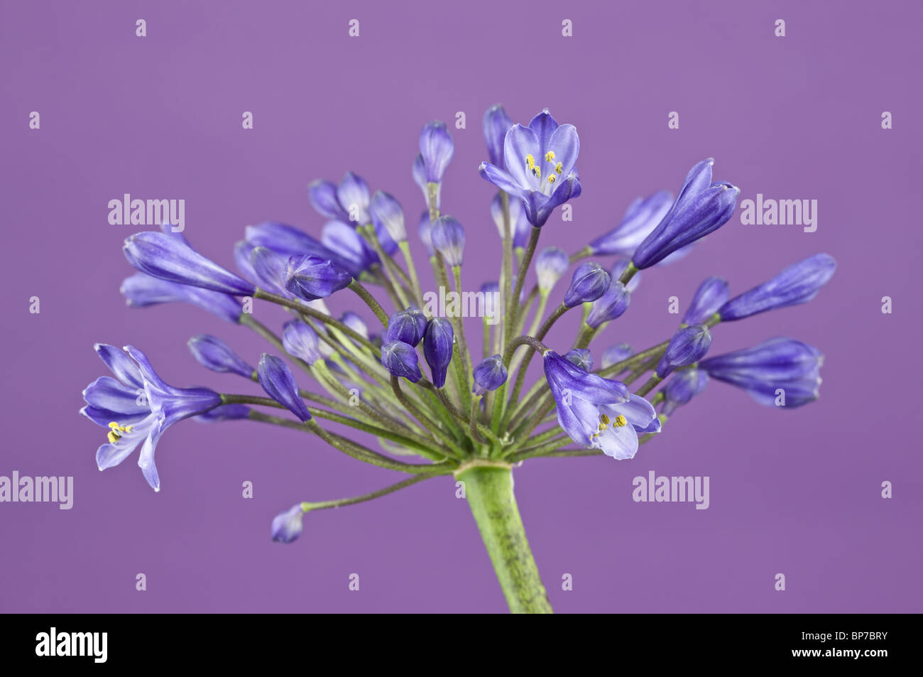 blaue Agapanthus Nähe beleuchtet auf lila Hintergrund Studio Bild Stockfoto