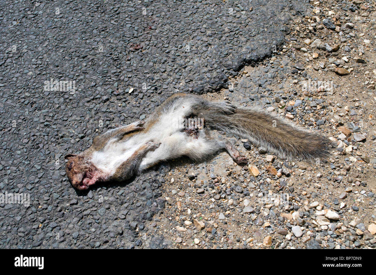 Road Kill, ein totes Tier, ein graues Eichhörnchen liegt tot auf einer Straße, die wahrscheinlich von einem vorbeifahrenden Autofahrer in ein Auto gelaufen Stockfoto