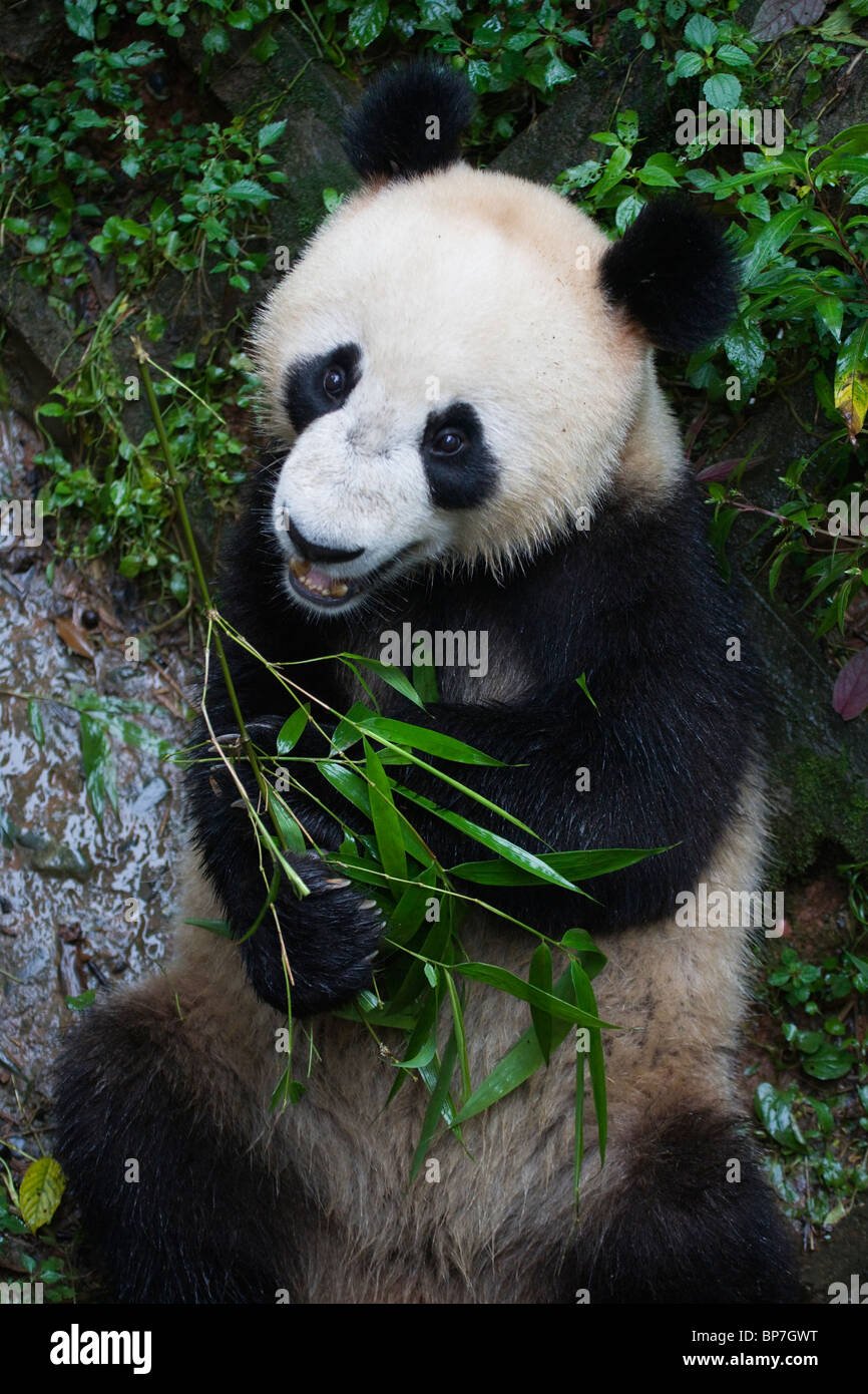 Tierische Riesenpanda gefährdet seltene China Bambus Stockfoto