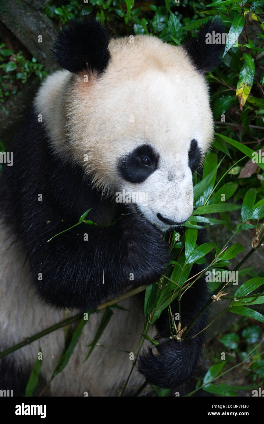 Tierische Riesenpanda gefährdet seltene China Bambus Stockfoto