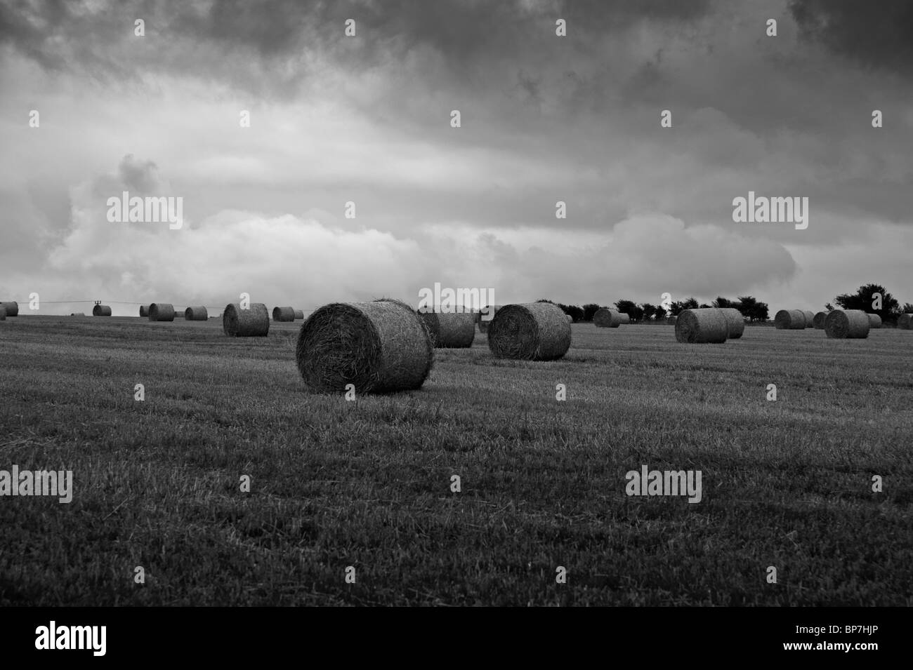 ein Feld mit nur Bohne Ballen gepresst und sind redy gesammelten Schwarzweißdruck sein Stockfoto
