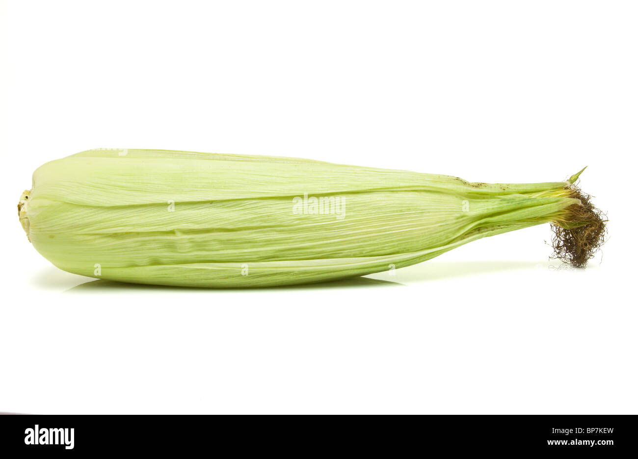 Mais auf der Cob-Schale aus niedrigen Perspektive auf weißen Hintergrund isoliert. Stockfoto