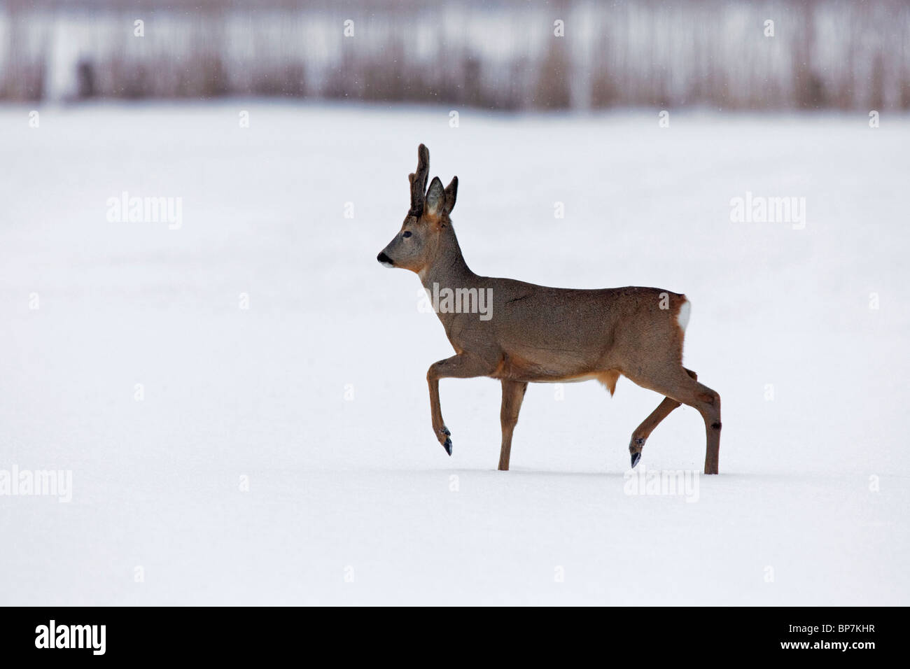 Reh (Capreolus Capreolus) Bock zu Fuß in Feld im Winter im Schnee, Deutschland Stockfoto