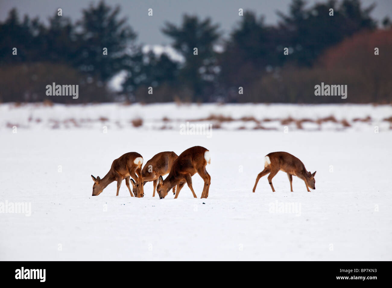 Rehe Capreolus Gruppe Herde Winter Schneefeld Stockfoto