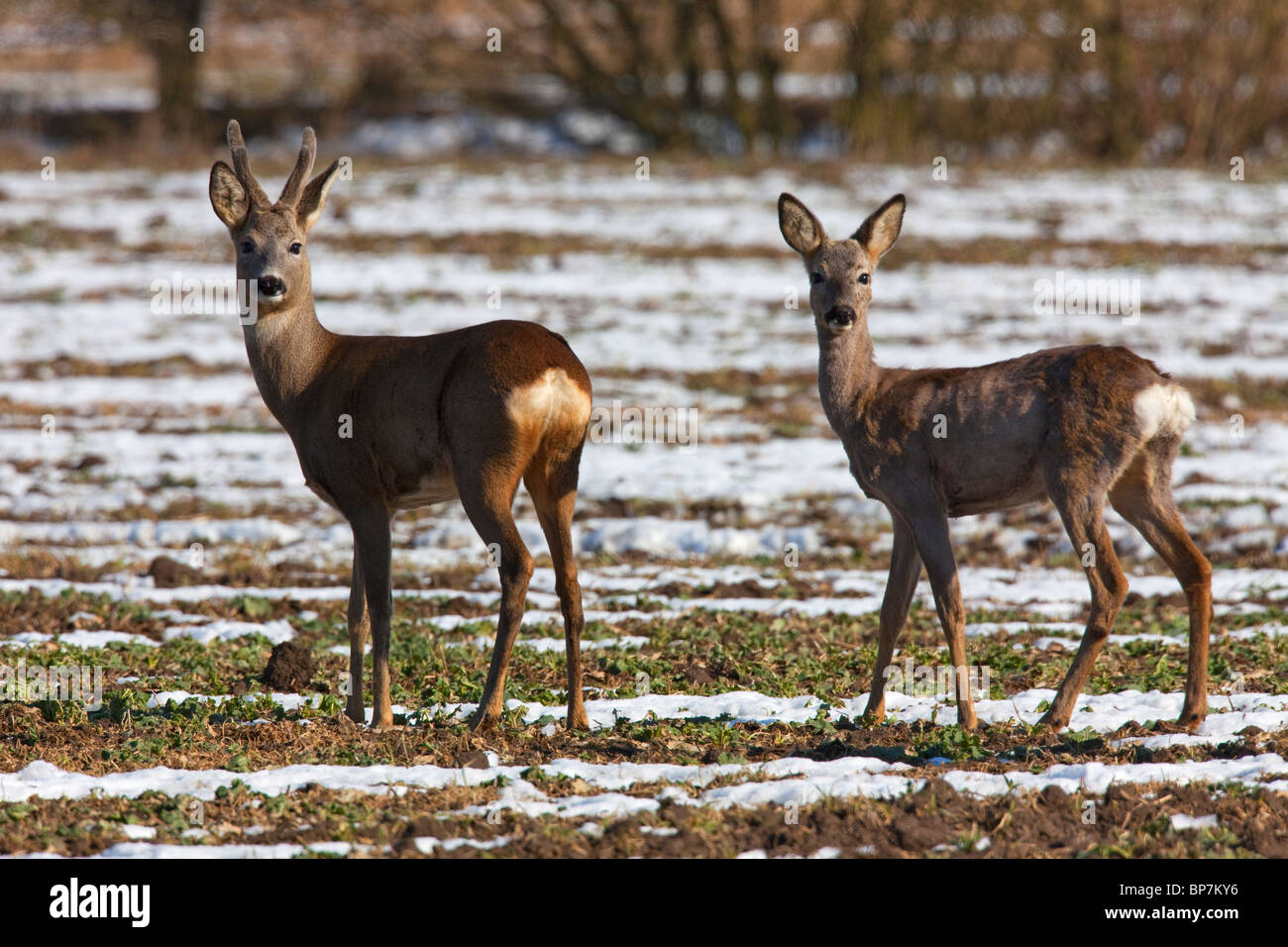 Reh (Capreolus Capreolus) Buck und juvenile im Feld im Winter im Schnee, Deutschland Stockfoto