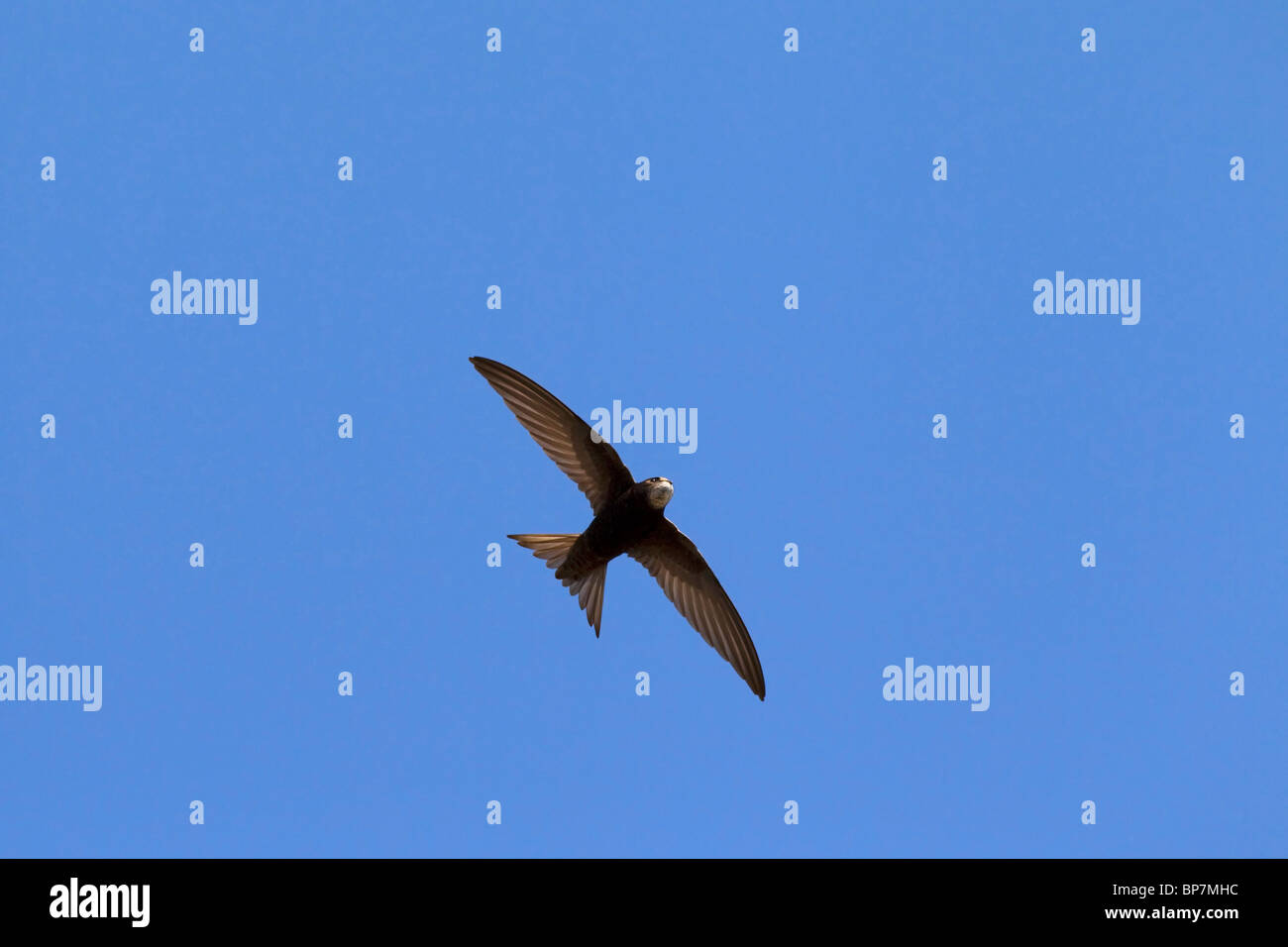 Mauersegler (Apus Apus) im Flug gegen blauen Himmel Stockfoto