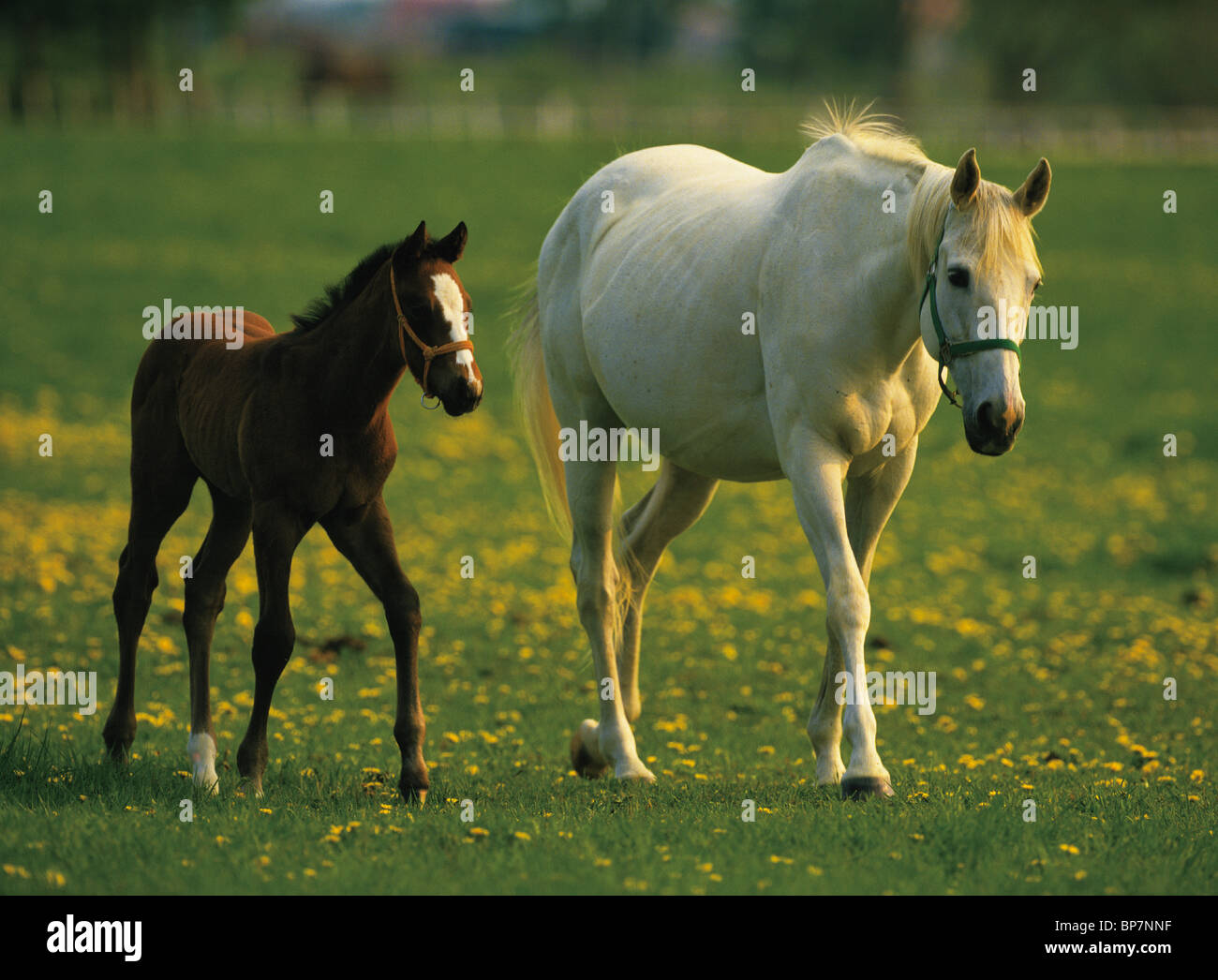 Pferde im Feld, Hokkaido Prefecture, Japan Stockfoto