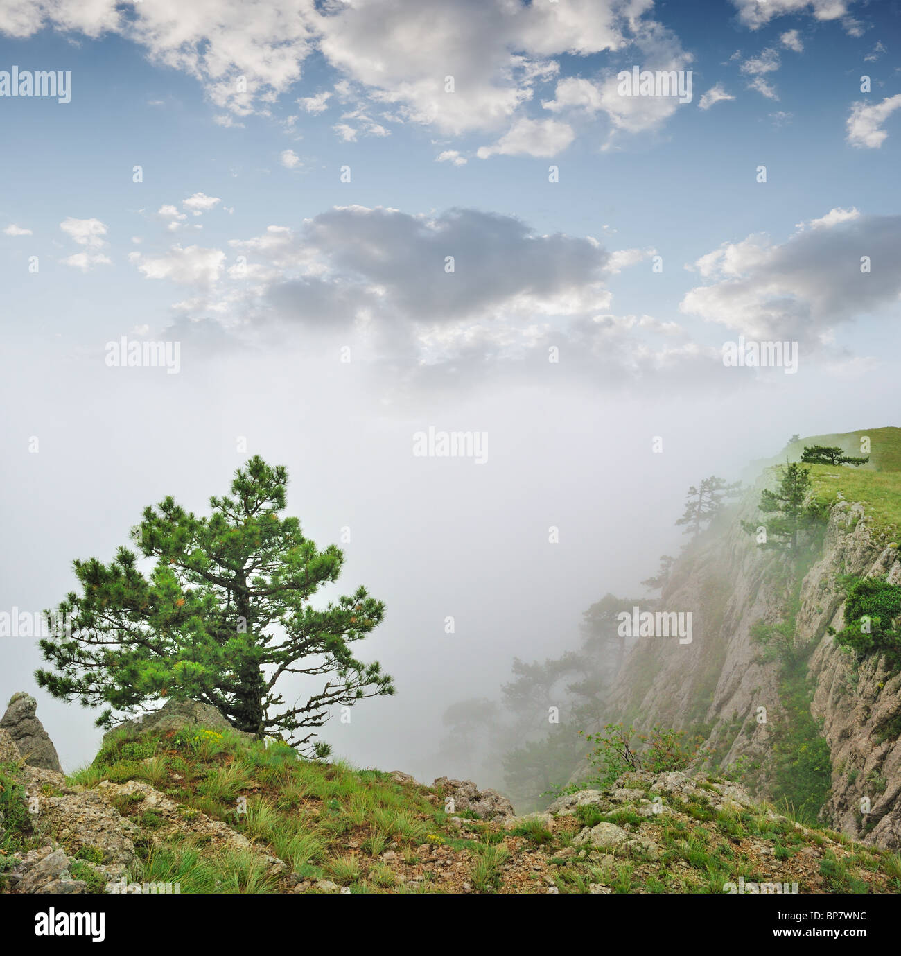 Herbstliche Landschaft, Baum im Nebel auf einem grauen Hintergrund Stockfoto