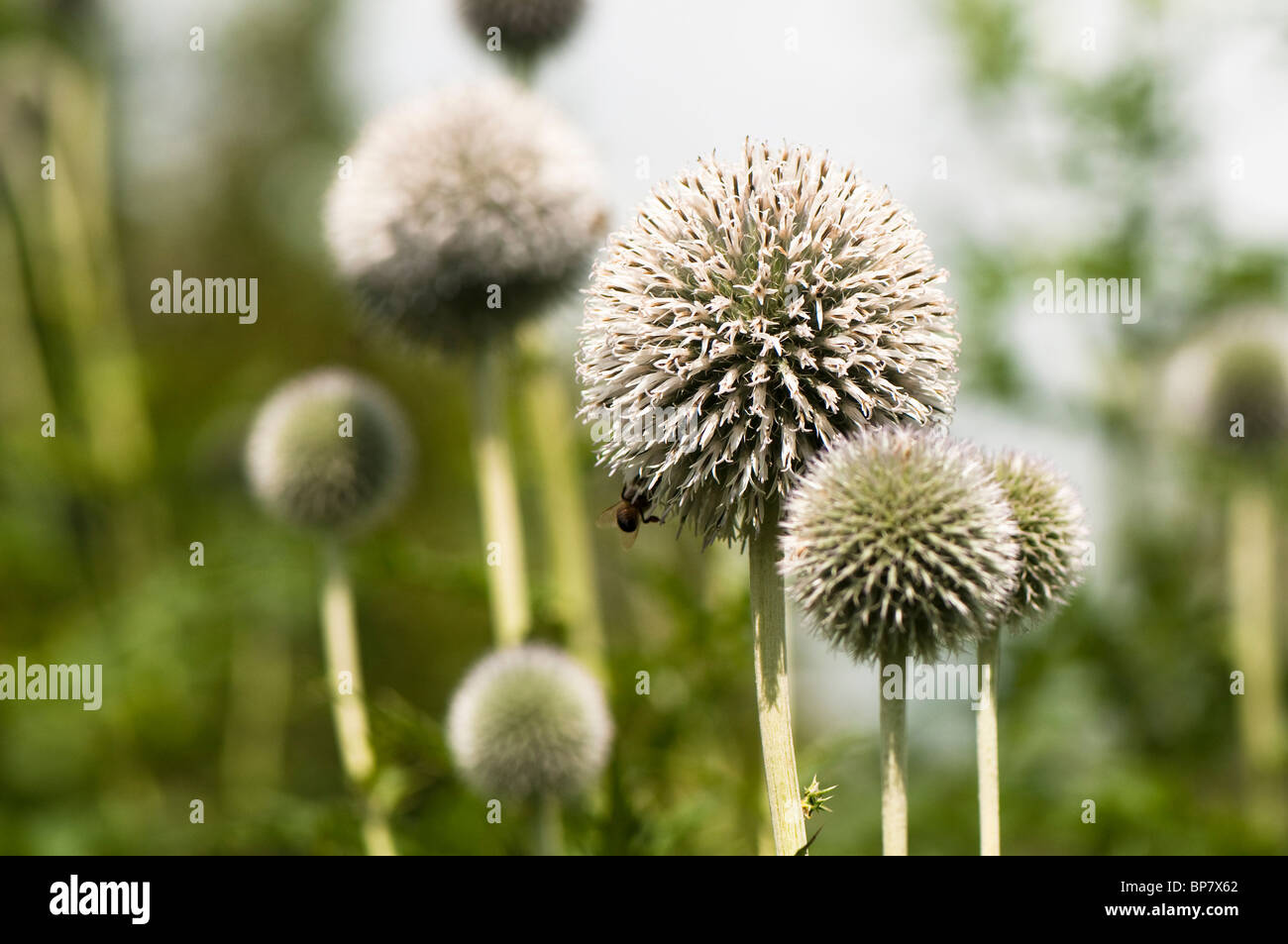 Weiße Echinops, Globe Thistle in Blüte Stockfoto