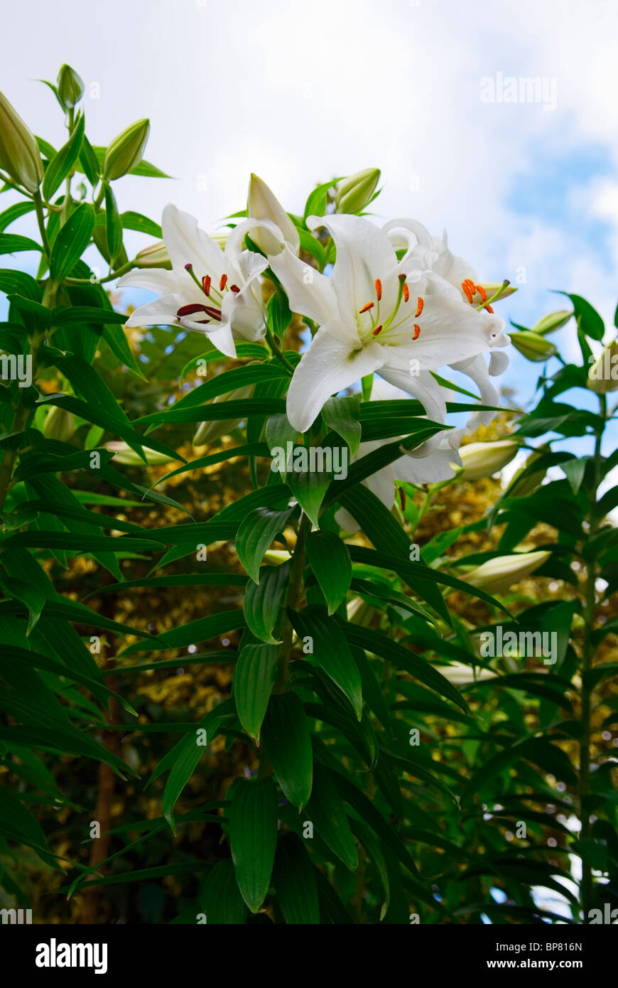 Lilium orientalisch Fotos und Bildmaterial in hoher Auflösung Alamy