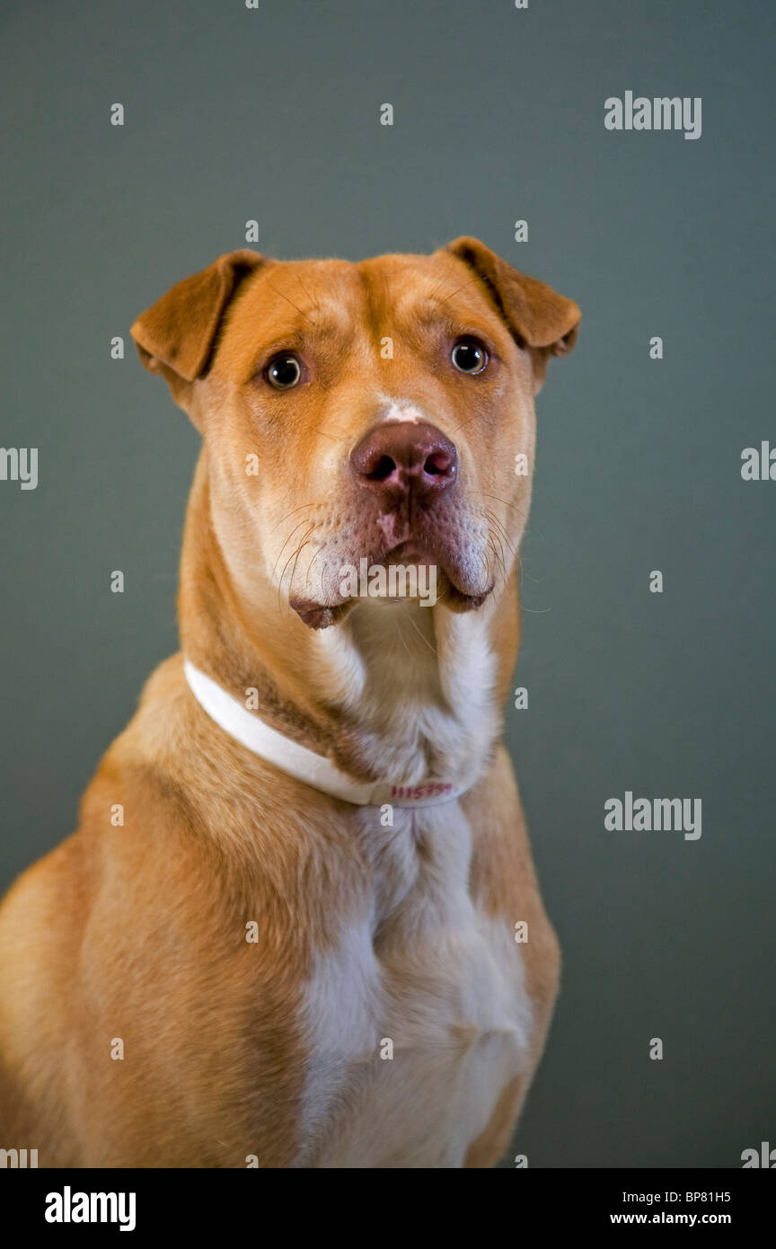 Porträt von einem Pitbull cross Hund Stockfoto