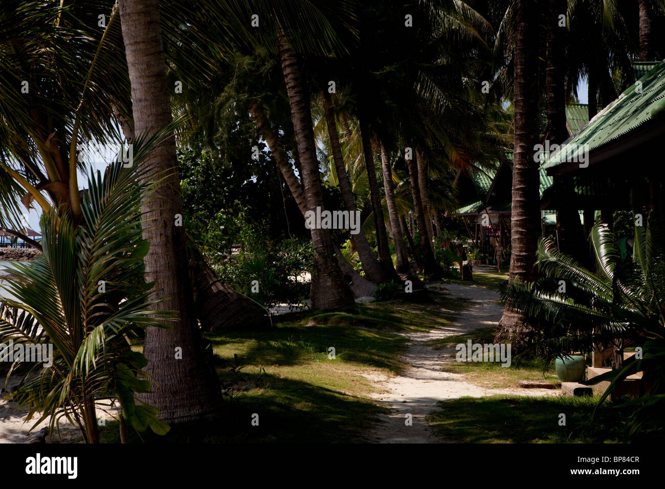 Palm von Bäumen gesäumten sandigen Pfad, Koh Chang, Thailand Stockfoto