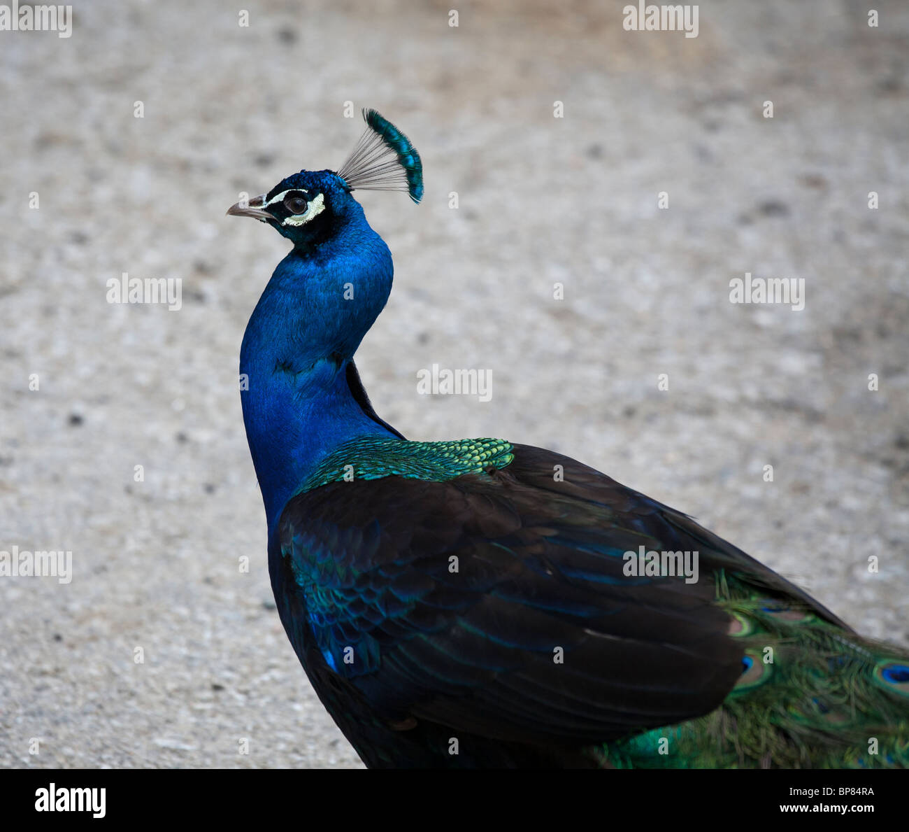 Blaue Pfau. Die schillernden blauen Federn am Hals des Vogels glühen. Stockfoto
