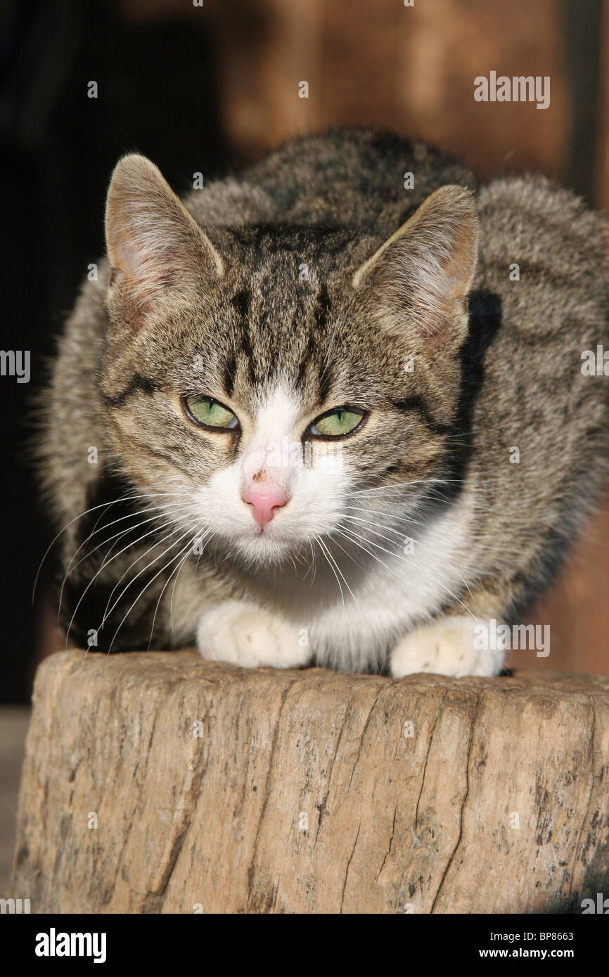 Hauskatze (Felis Silvestris, Felis Catus). Freilebenden Bauernhof Katze kauerte auf einem Baumstamm. Stockfoto
