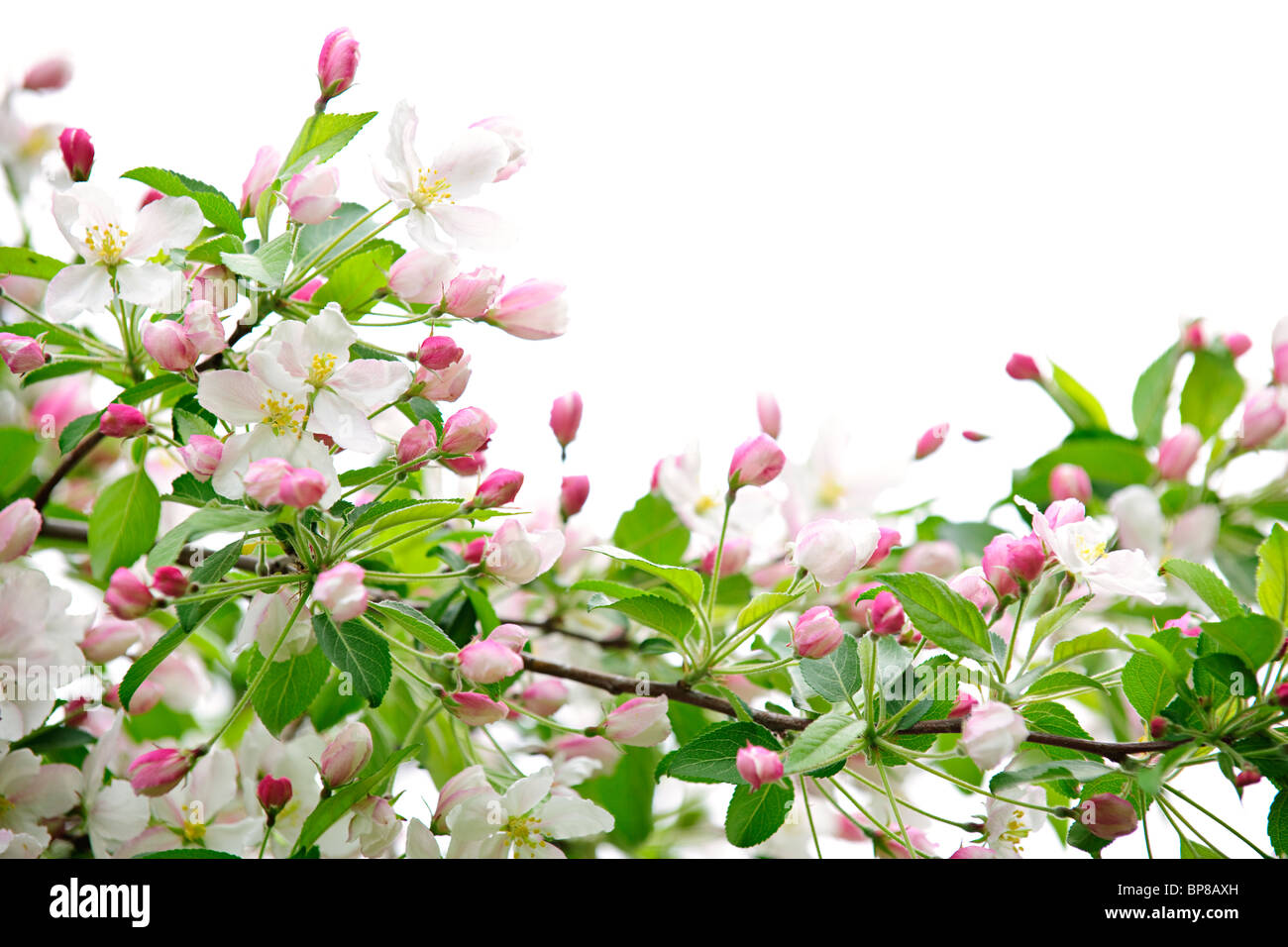 Weiße und rosa Blüten an Apple Äste auf weißem Hintergrund Stockfoto