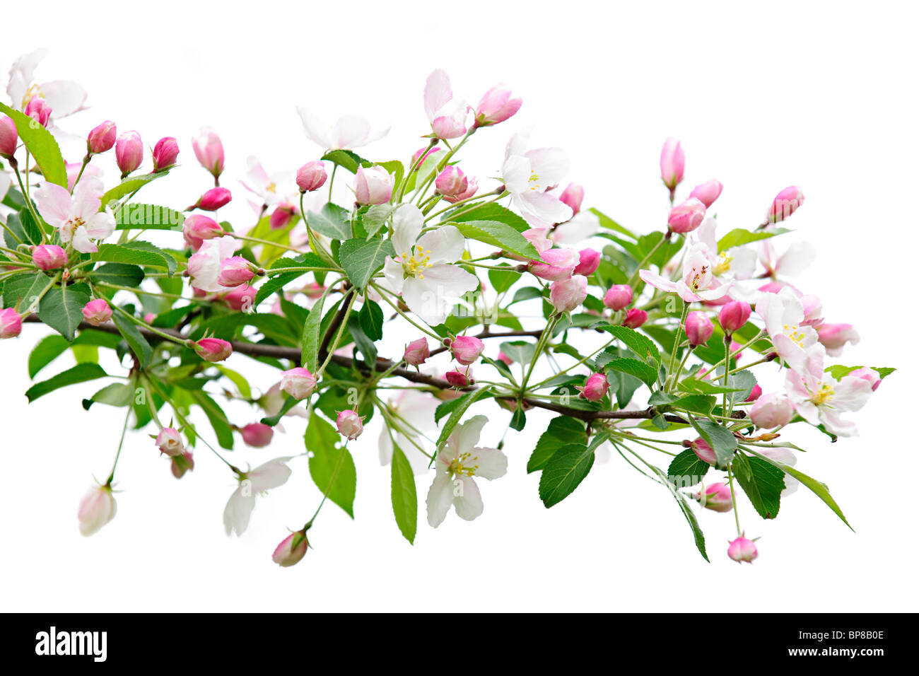 Blühender Baum mit Apfelzweig isoliert auf weißem Hintergrund Stockfoto
