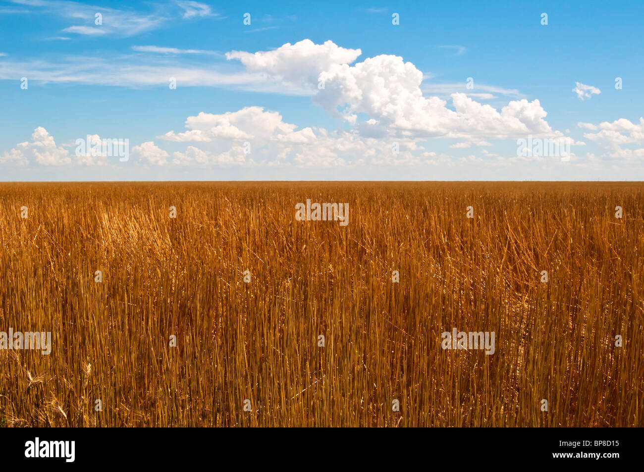 Schönen blauen Himmel über einem Feld von Bernstein farbigen Stroh. Stockfoto
