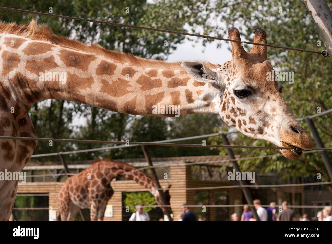 Eine Giraffe in einem Zoo-Gehäuse in Twycross Zoo, England UK Stockfoto