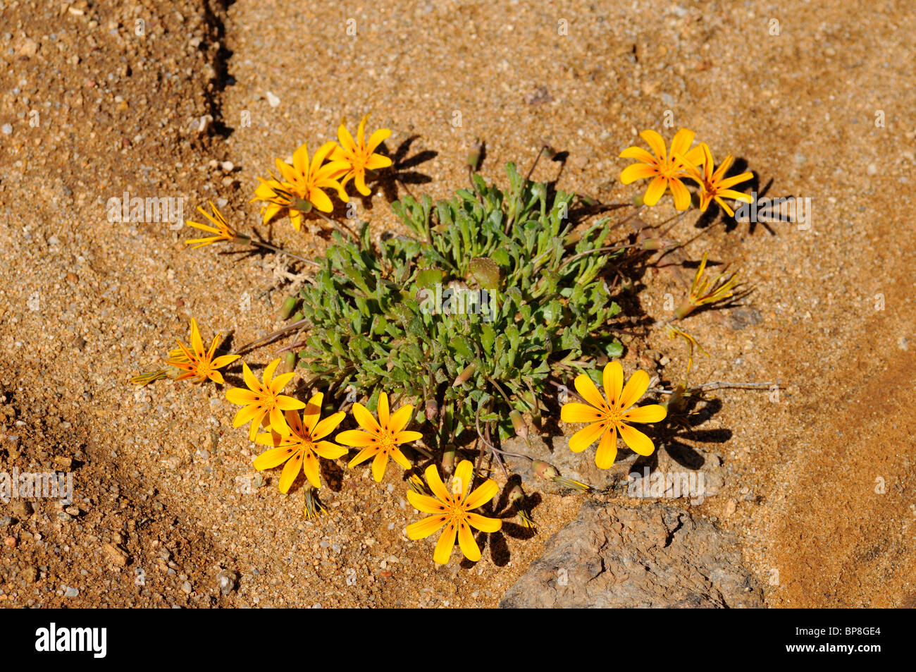 Gazanien Lichtensteinii, Namaqualand, Südafrika Stockfoto