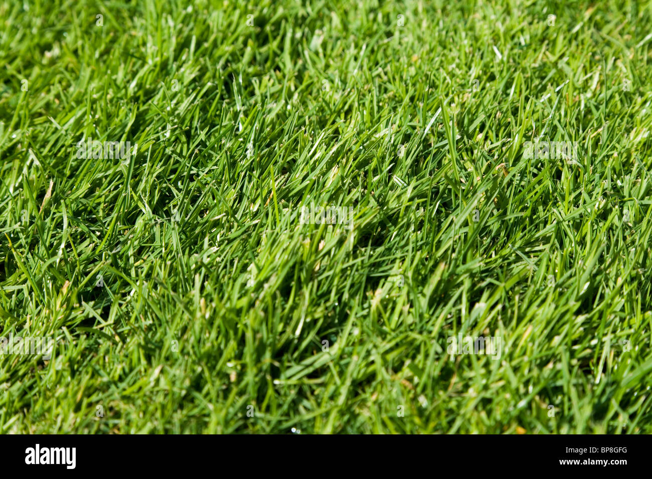 Green Grass für Nutzung im Hintergrund Stockfoto