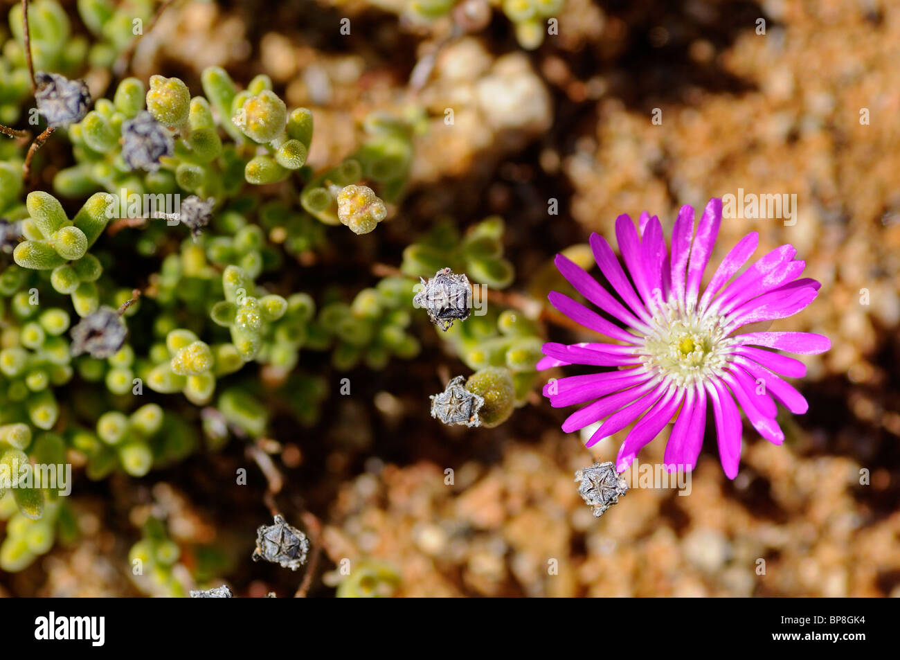 Rosae Ice Plant, Drosanthemum Hispidum, Namaqualand, Südafrika Stockfoto