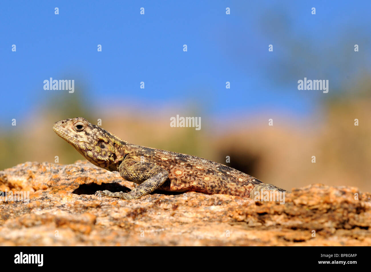 Hündin von Southern Rock Agama, Agama atra, Suidelike Rotskoggelmander, Namaqualand, Südafrika Stockfoto